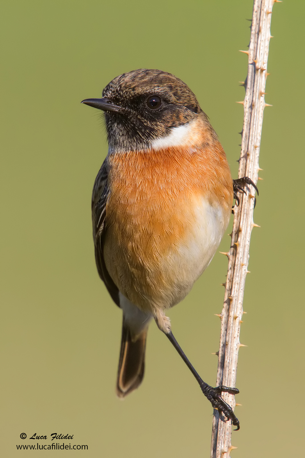 Stonechat