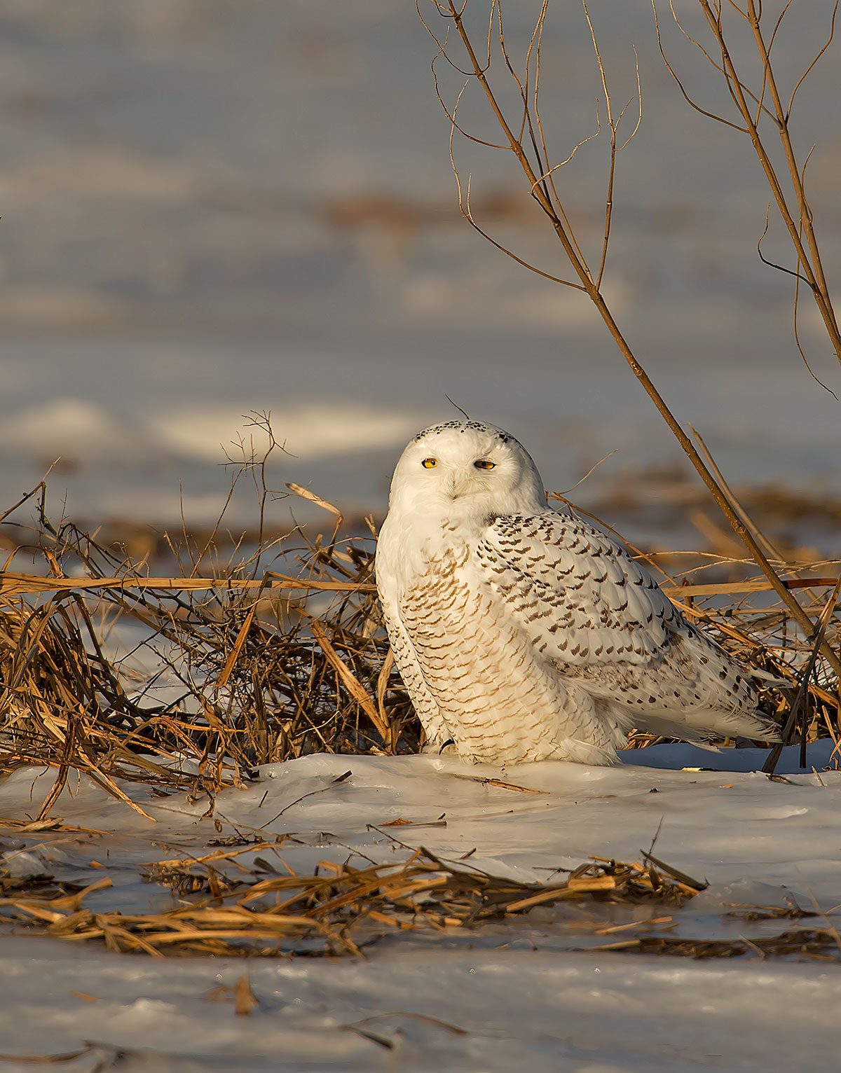 Snowy Owl