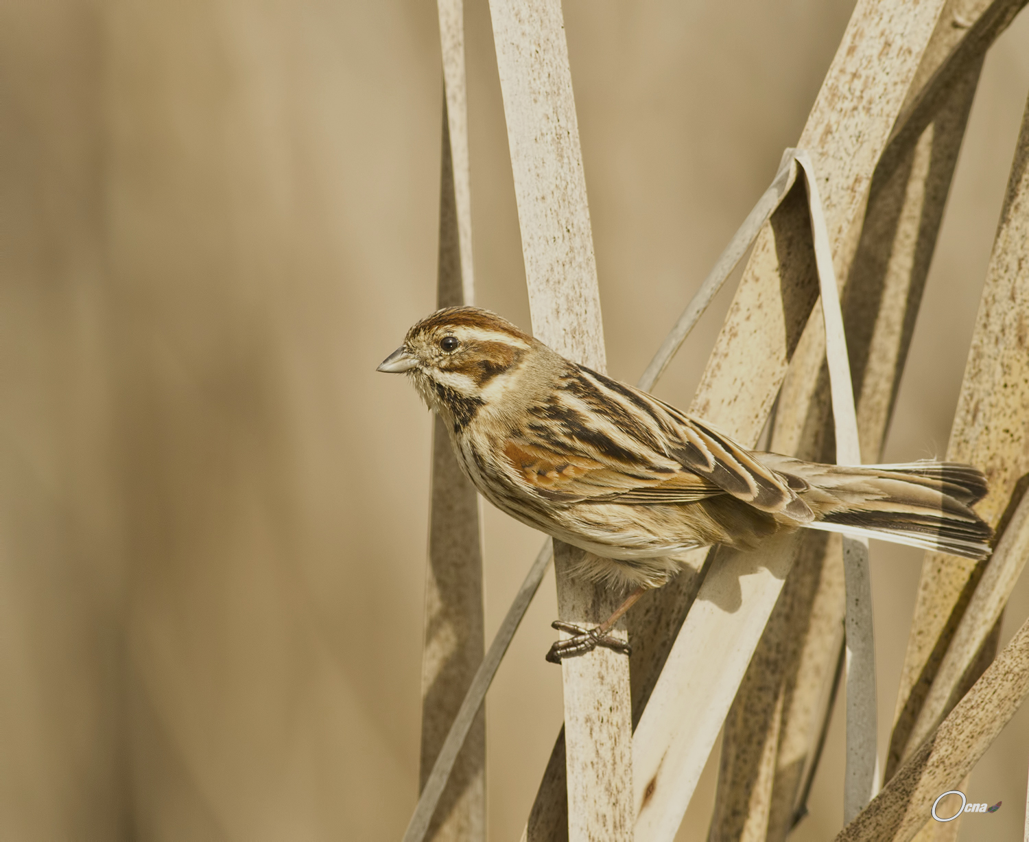 migliarino di palude....