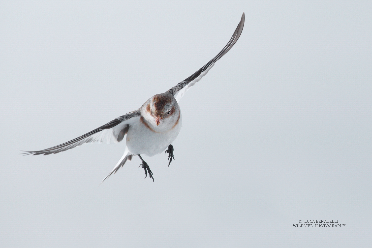 Snow Bunting