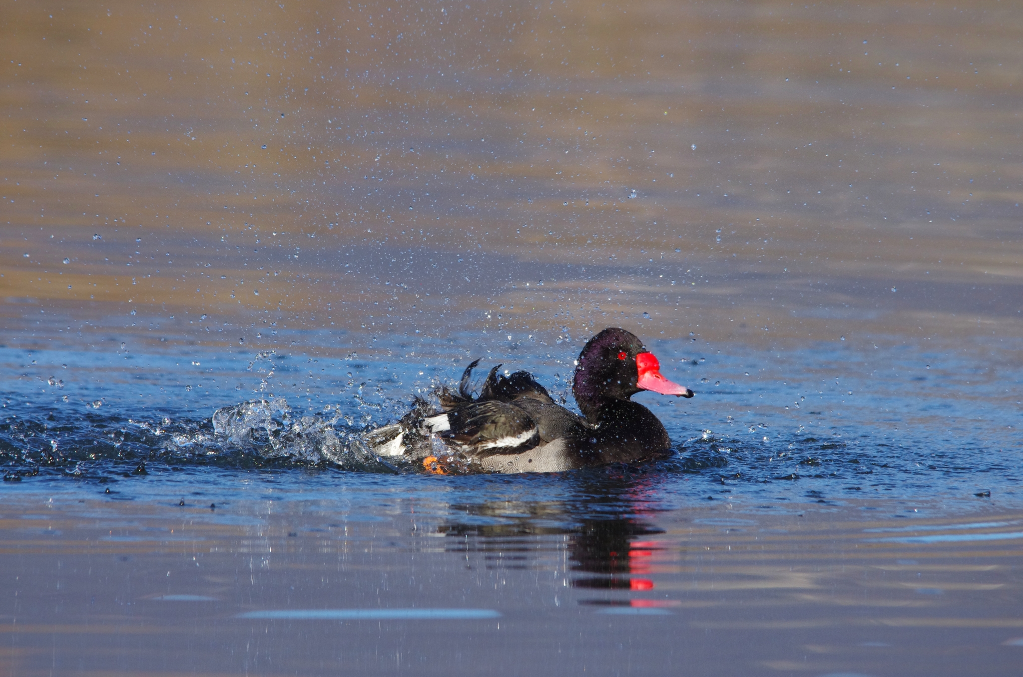 Pochard in car wash
