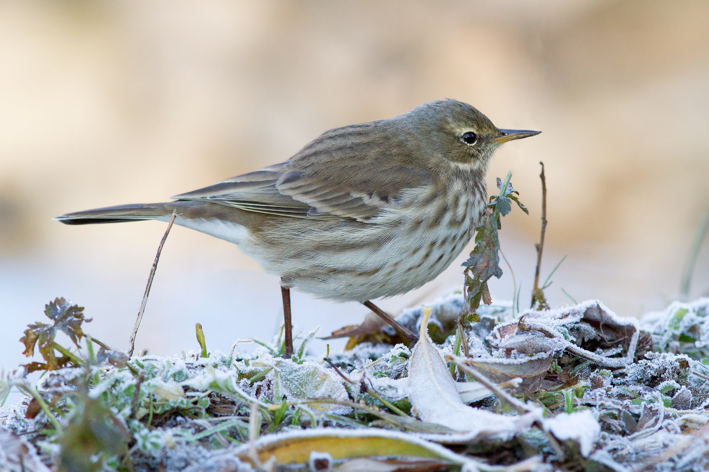 Pipit chasing between the frost