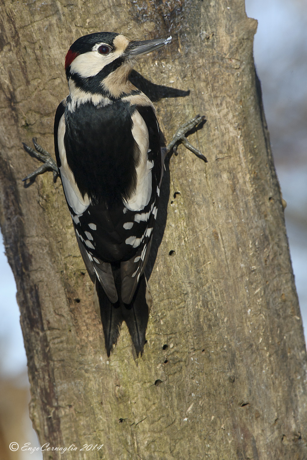 Woodpecker M.