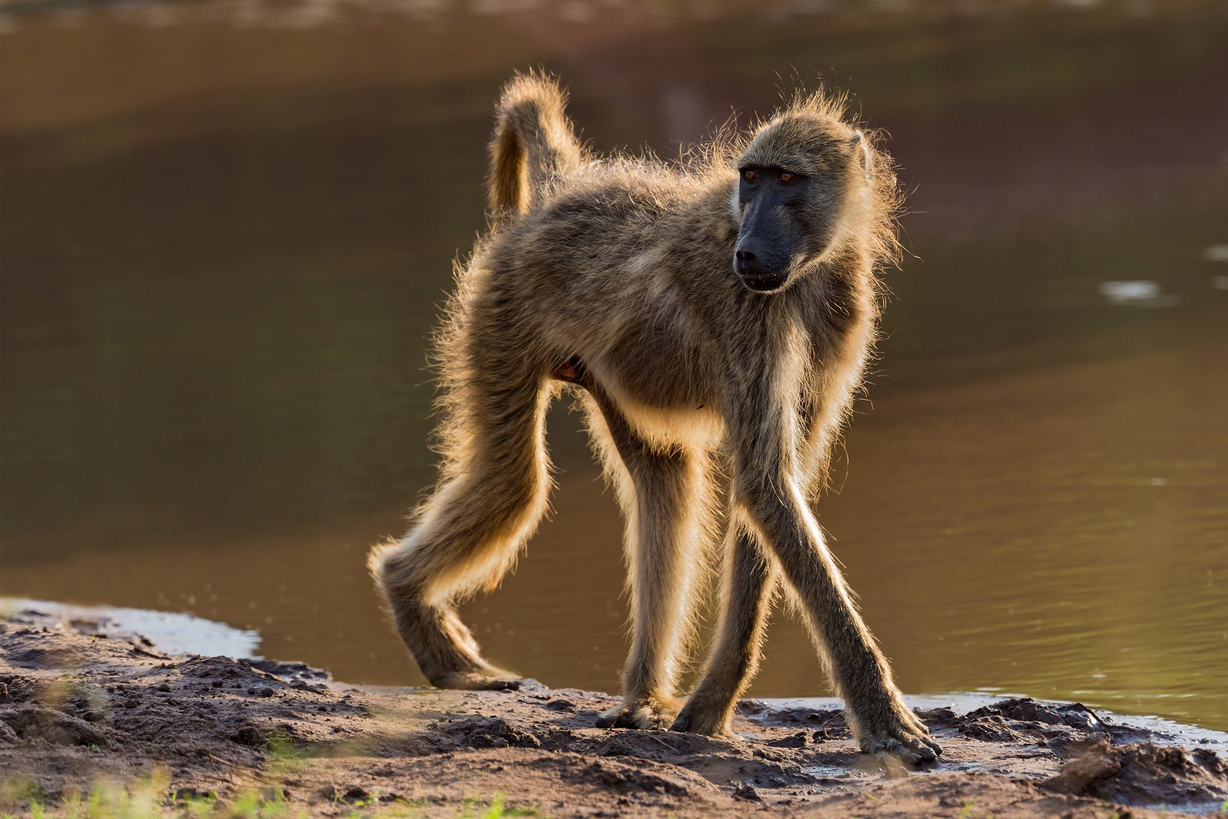 Baboon