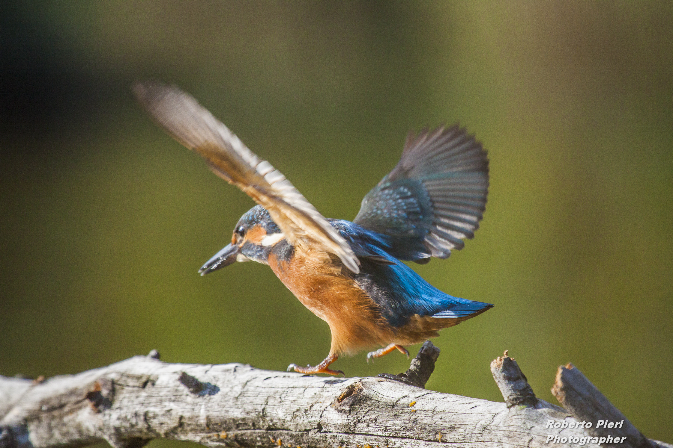 The fisherman martin