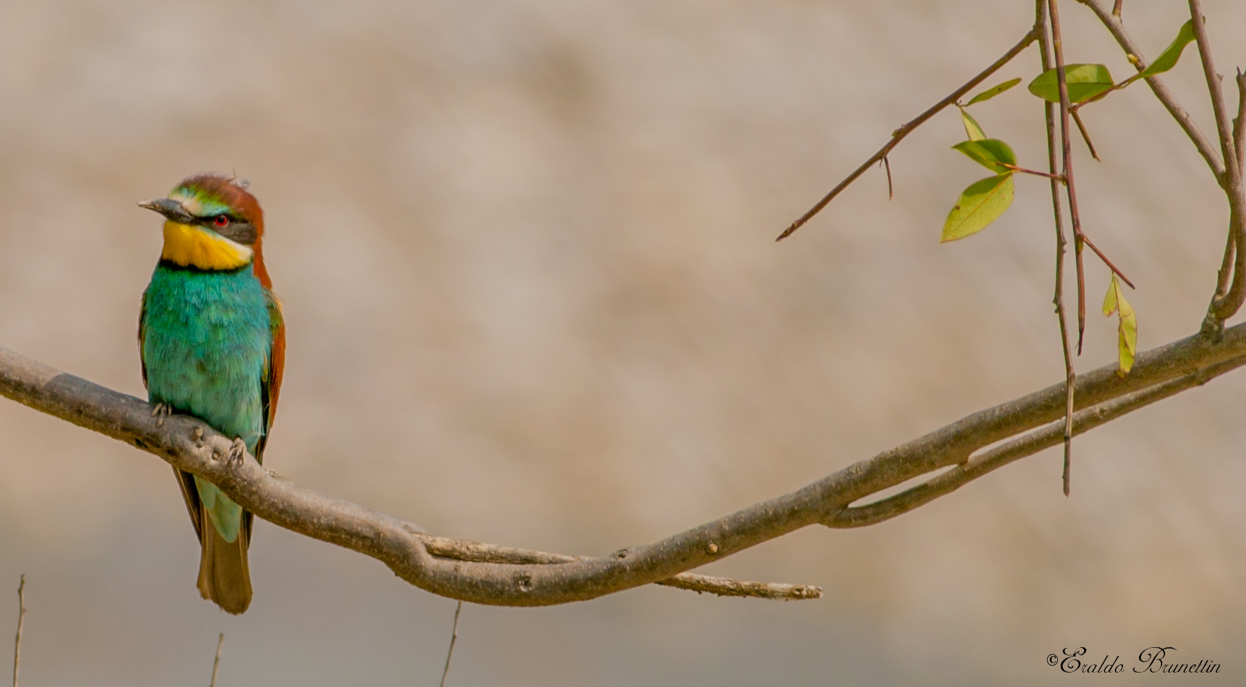 Bee-eater (Merops Bee-eater)