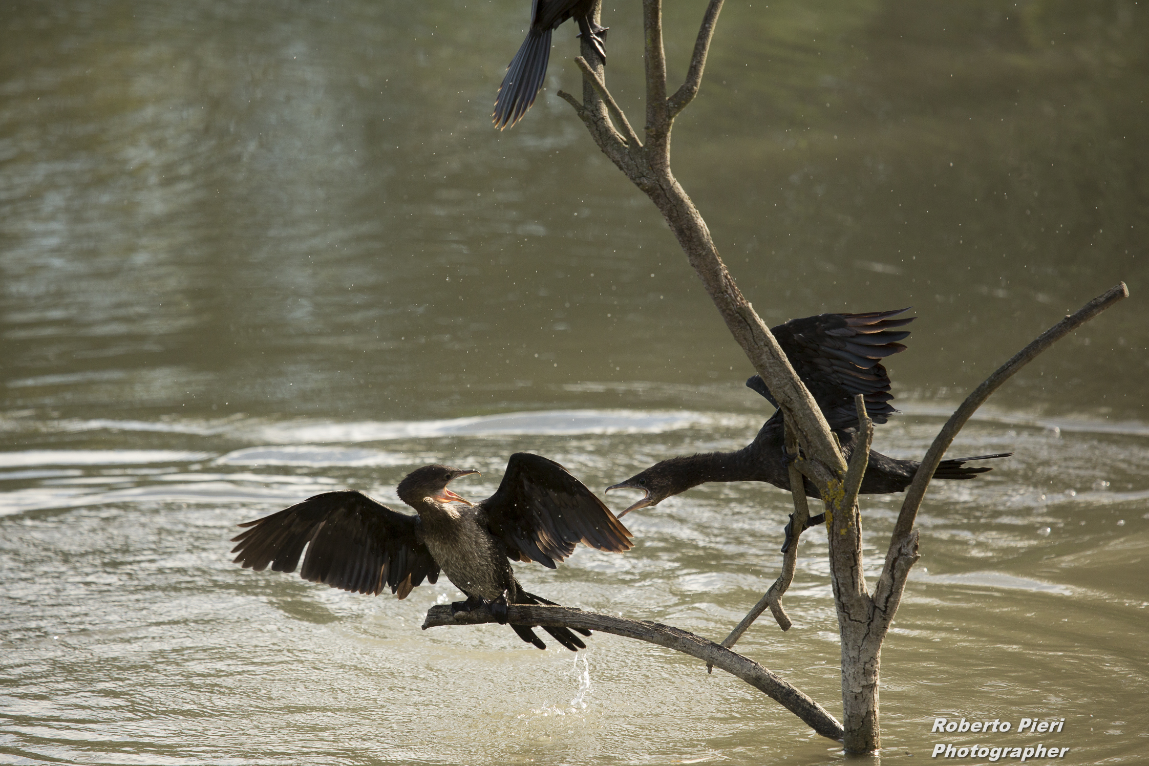 cormorants "the dispute"