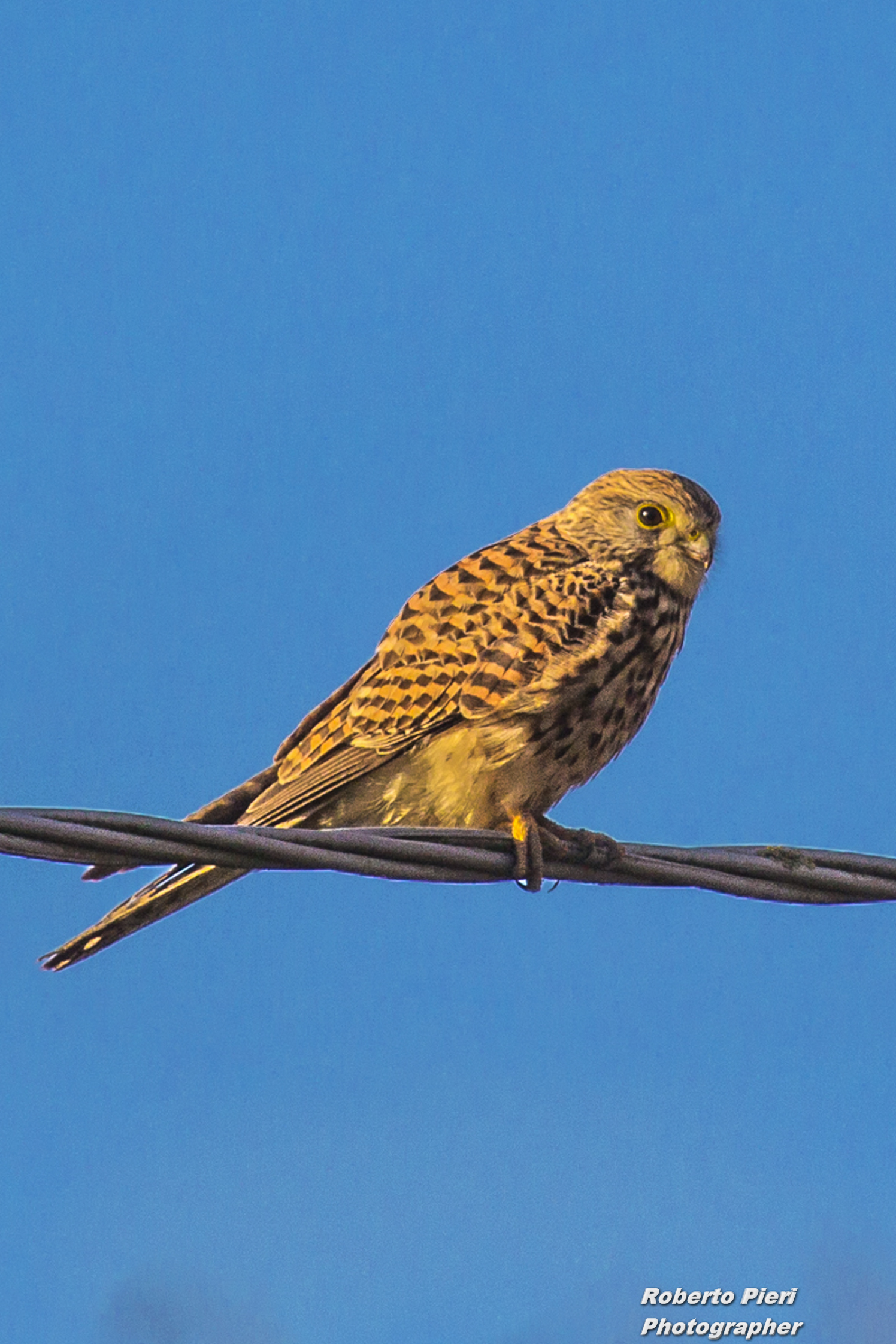 kestrel