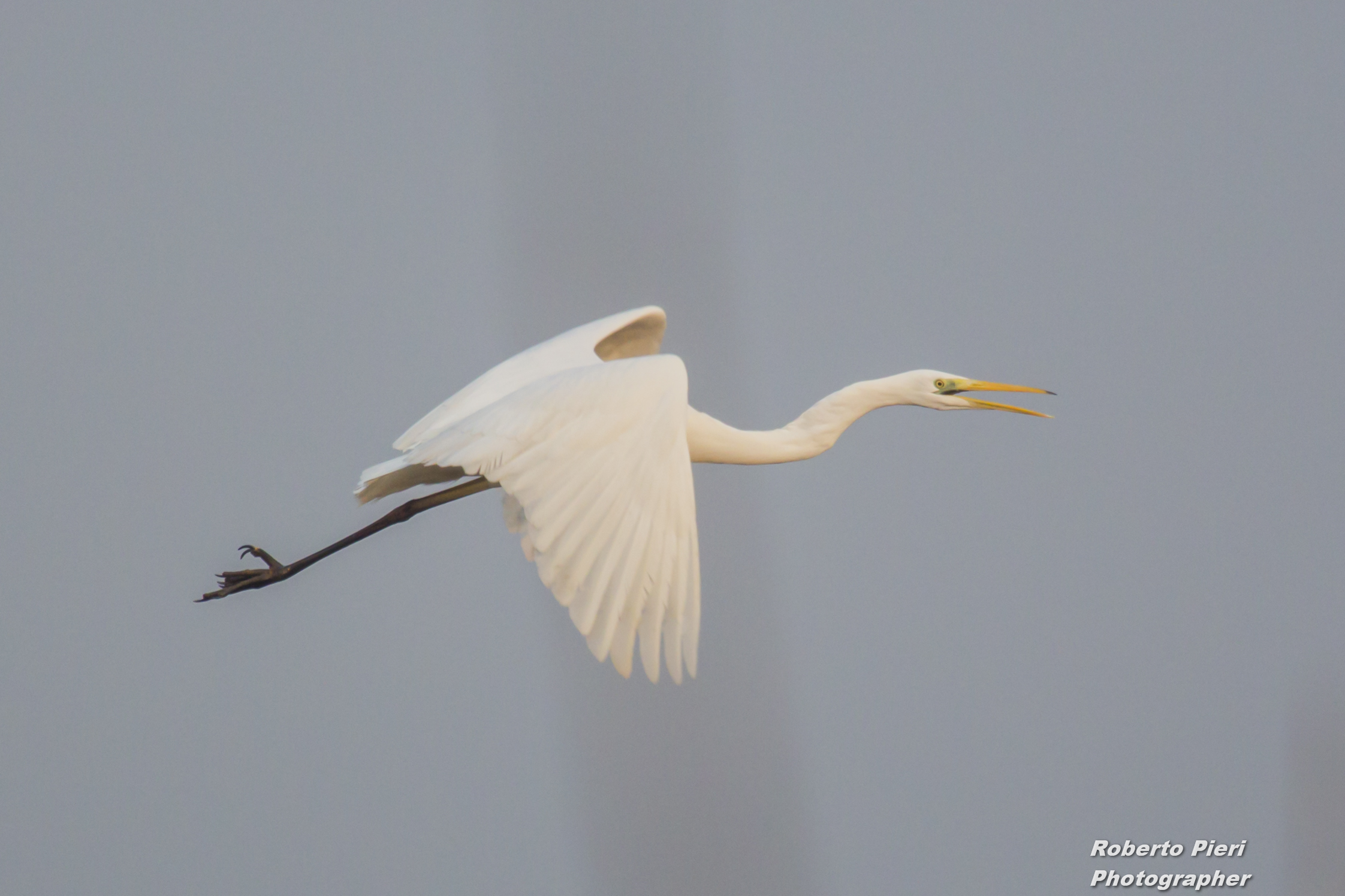 White Heron "in flight"