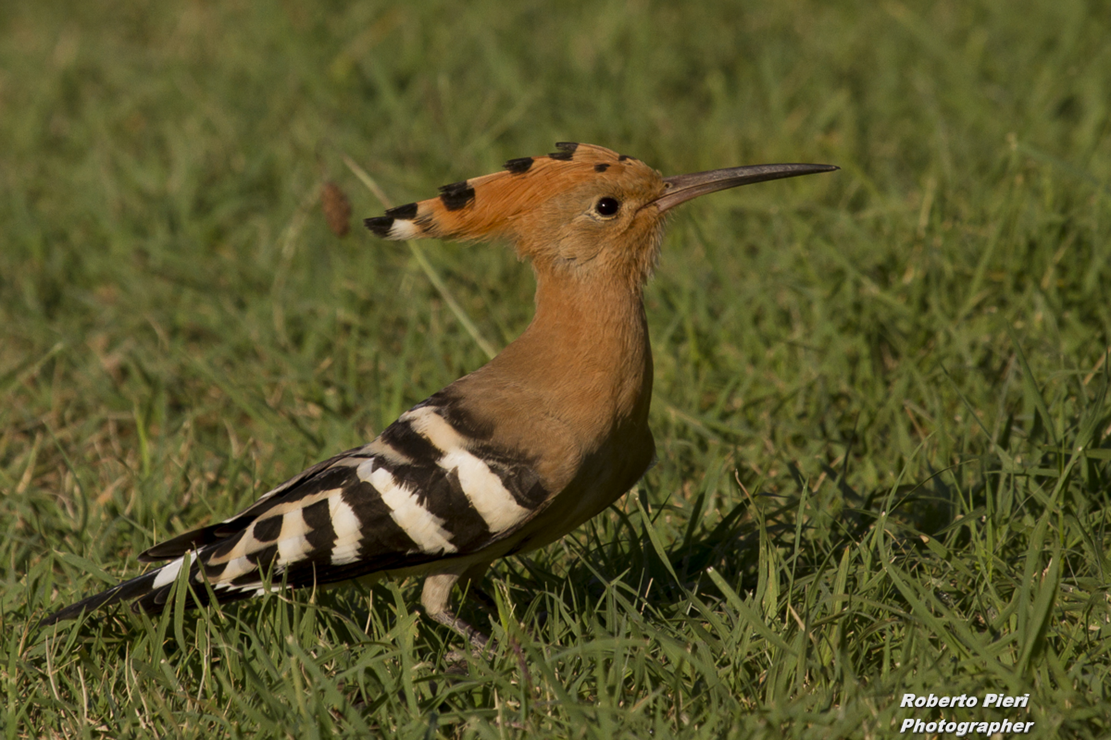 hoopoe