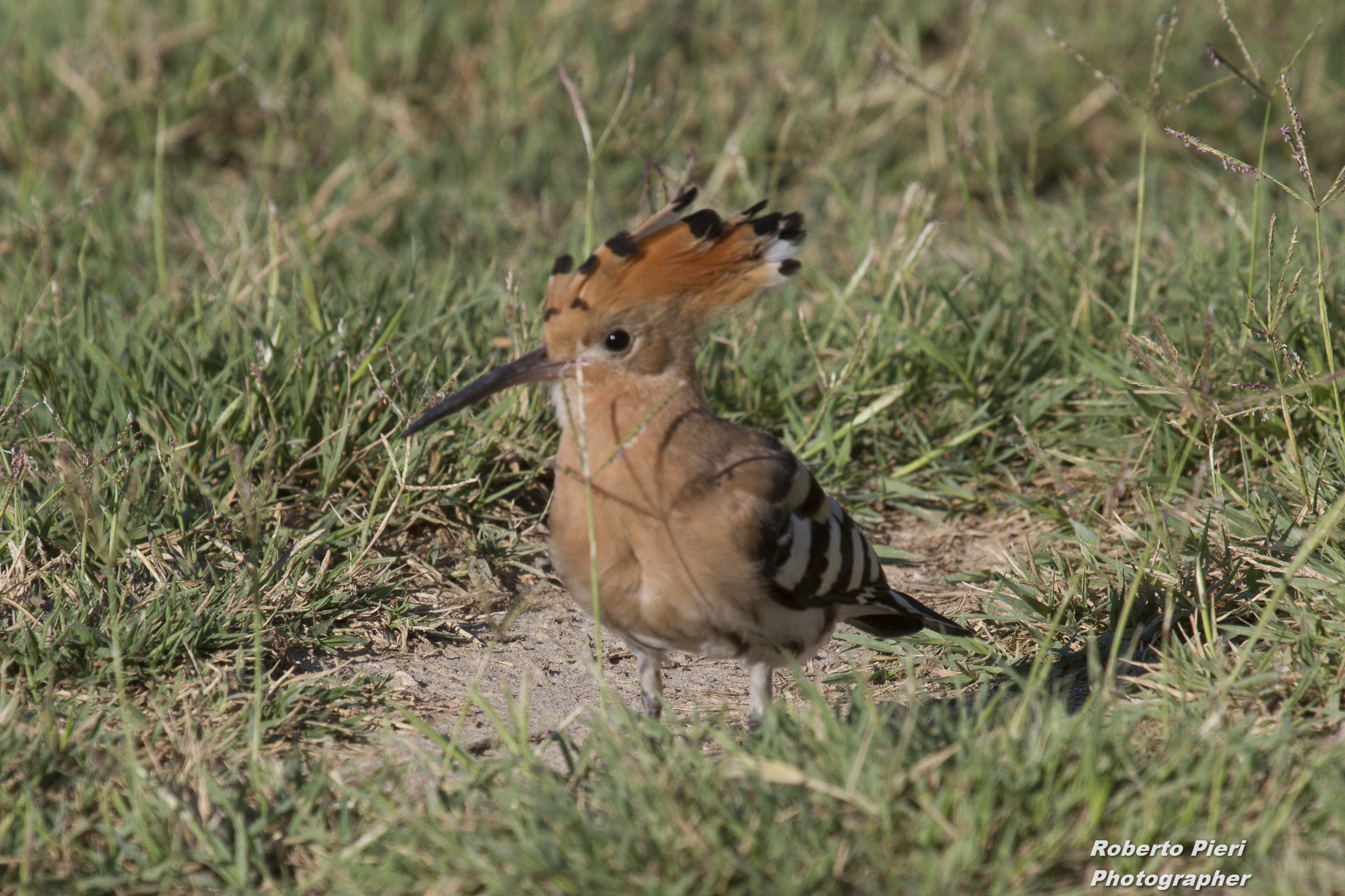 hoopoe