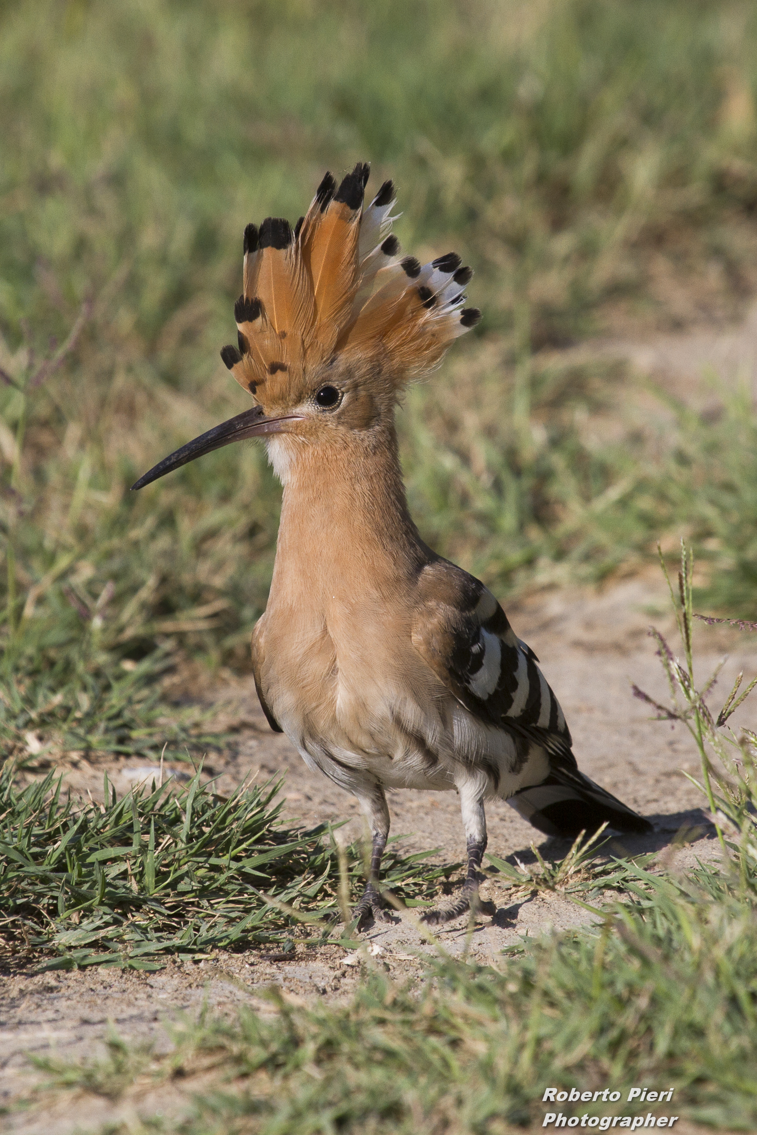 hoopoe