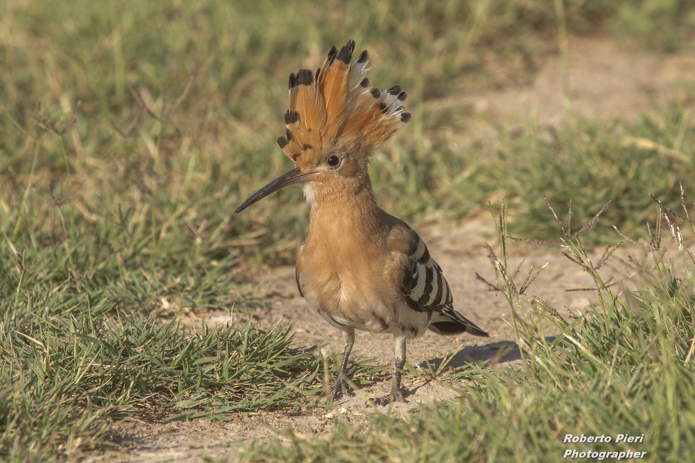 hoopoe