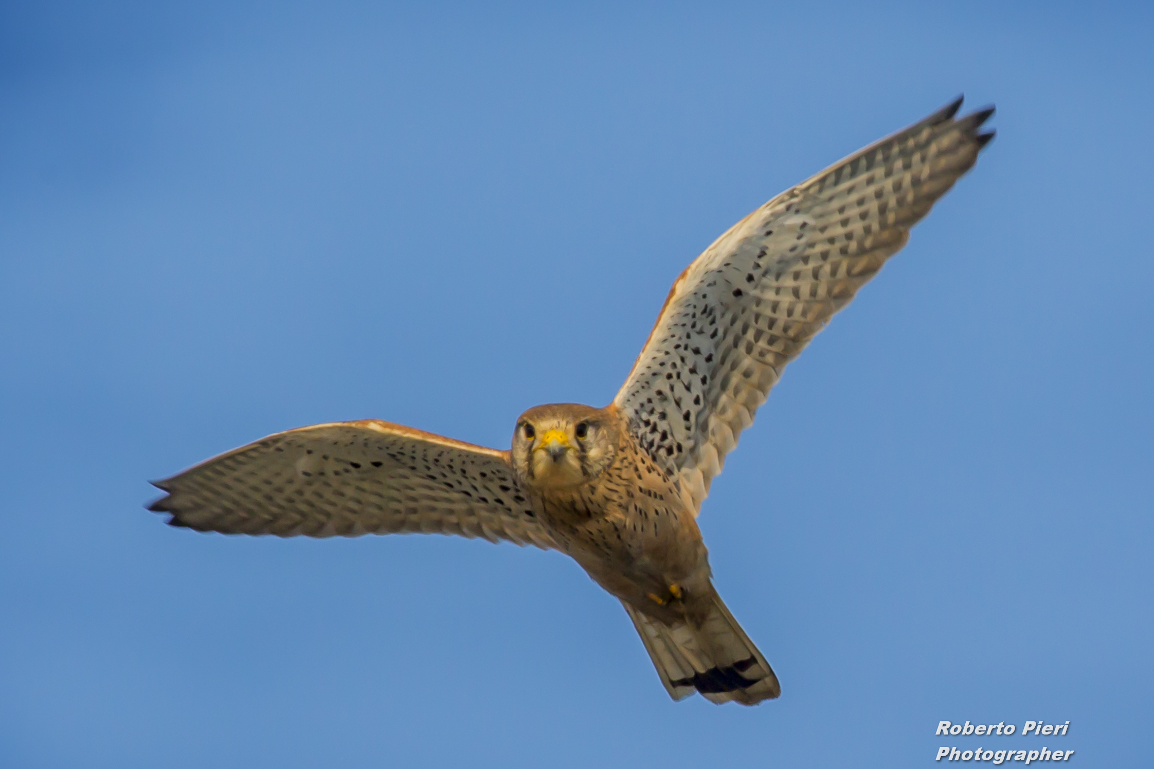 kestrel in flight