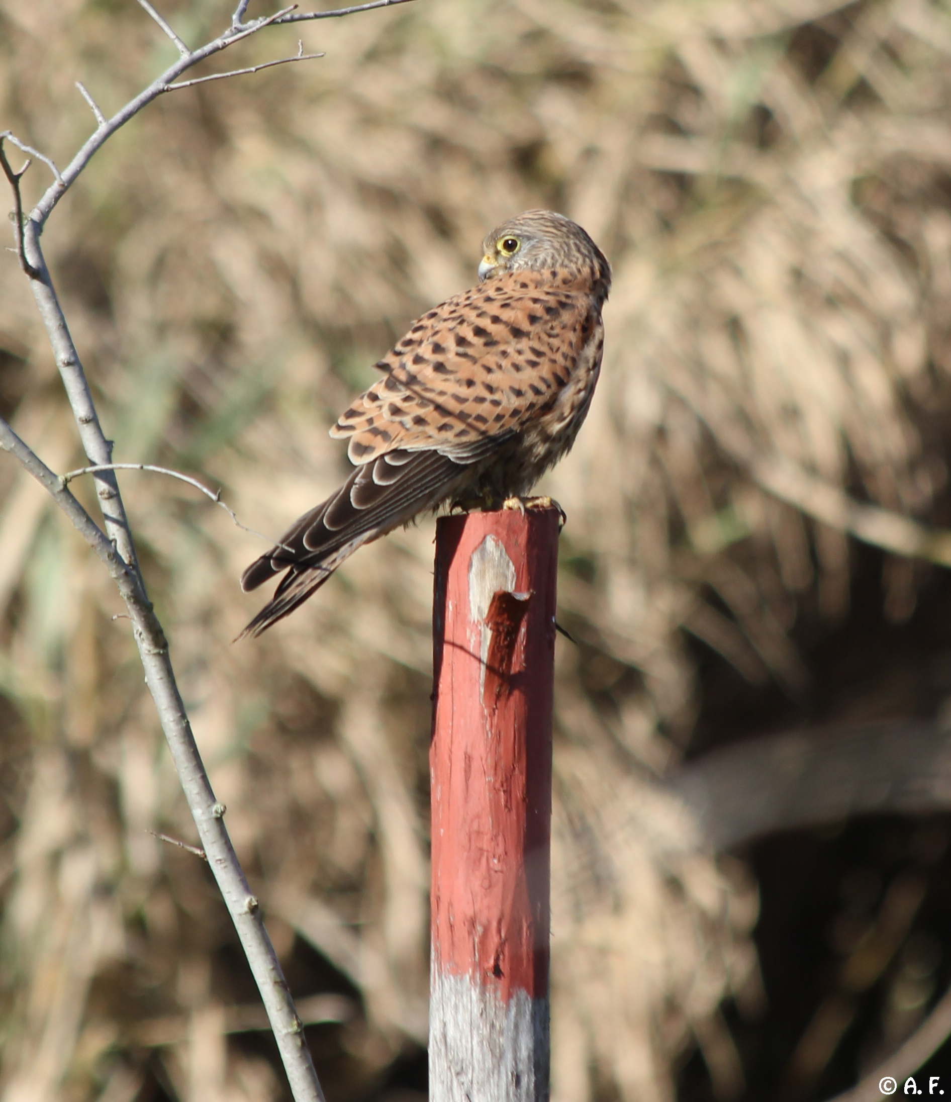 Kestrel