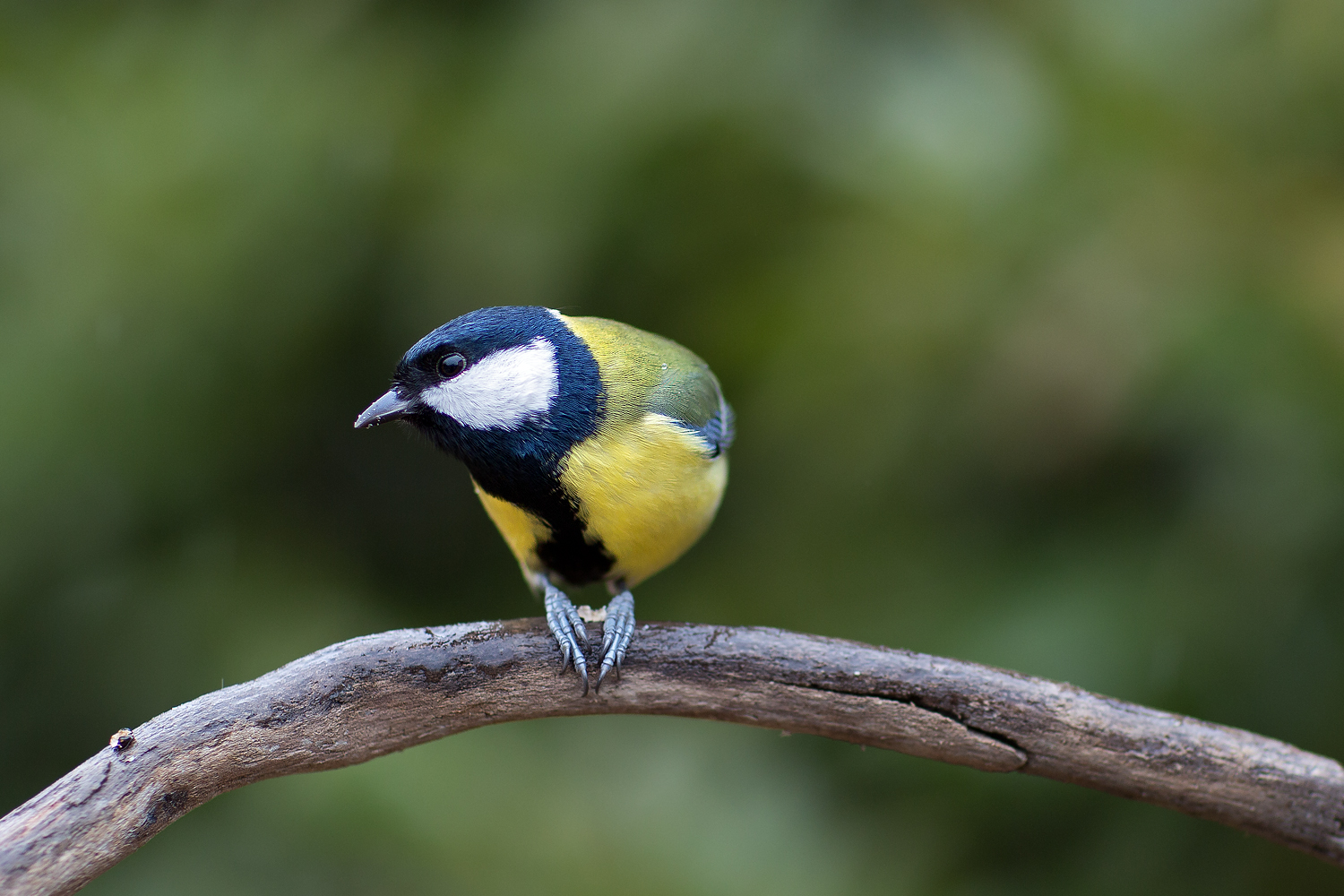 In mancanza di supertele...85 l!!!