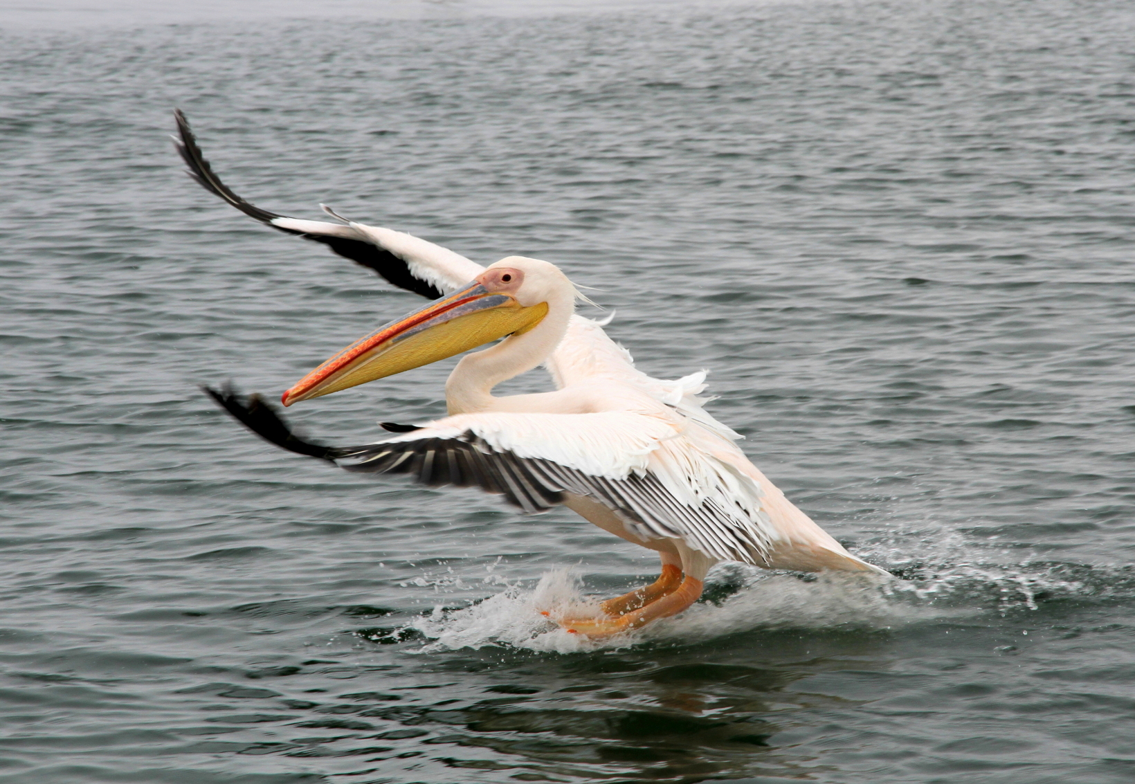White Pelican