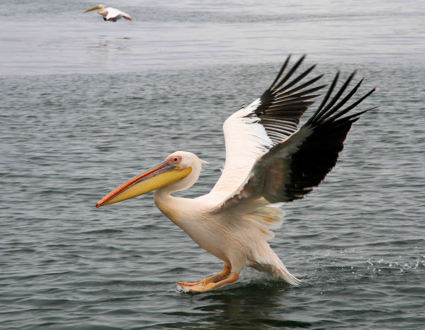 Pelican