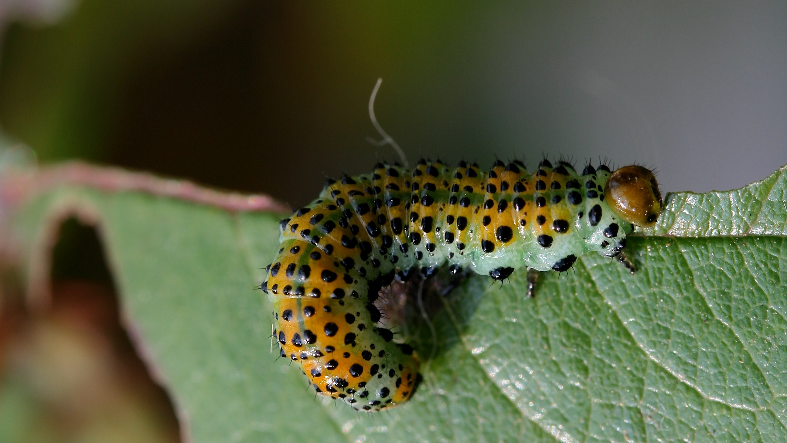 Larva diAthalia rosae, Arge ochropus, o Arge pagana?