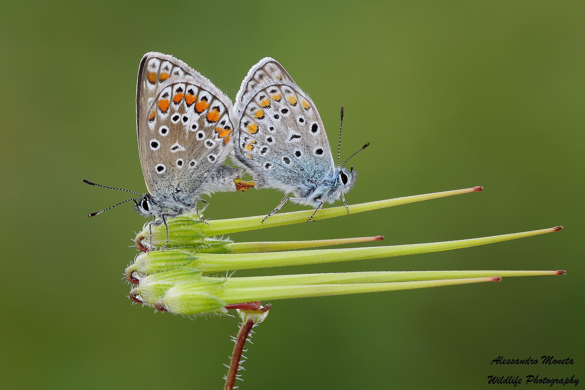 The strange famo ...