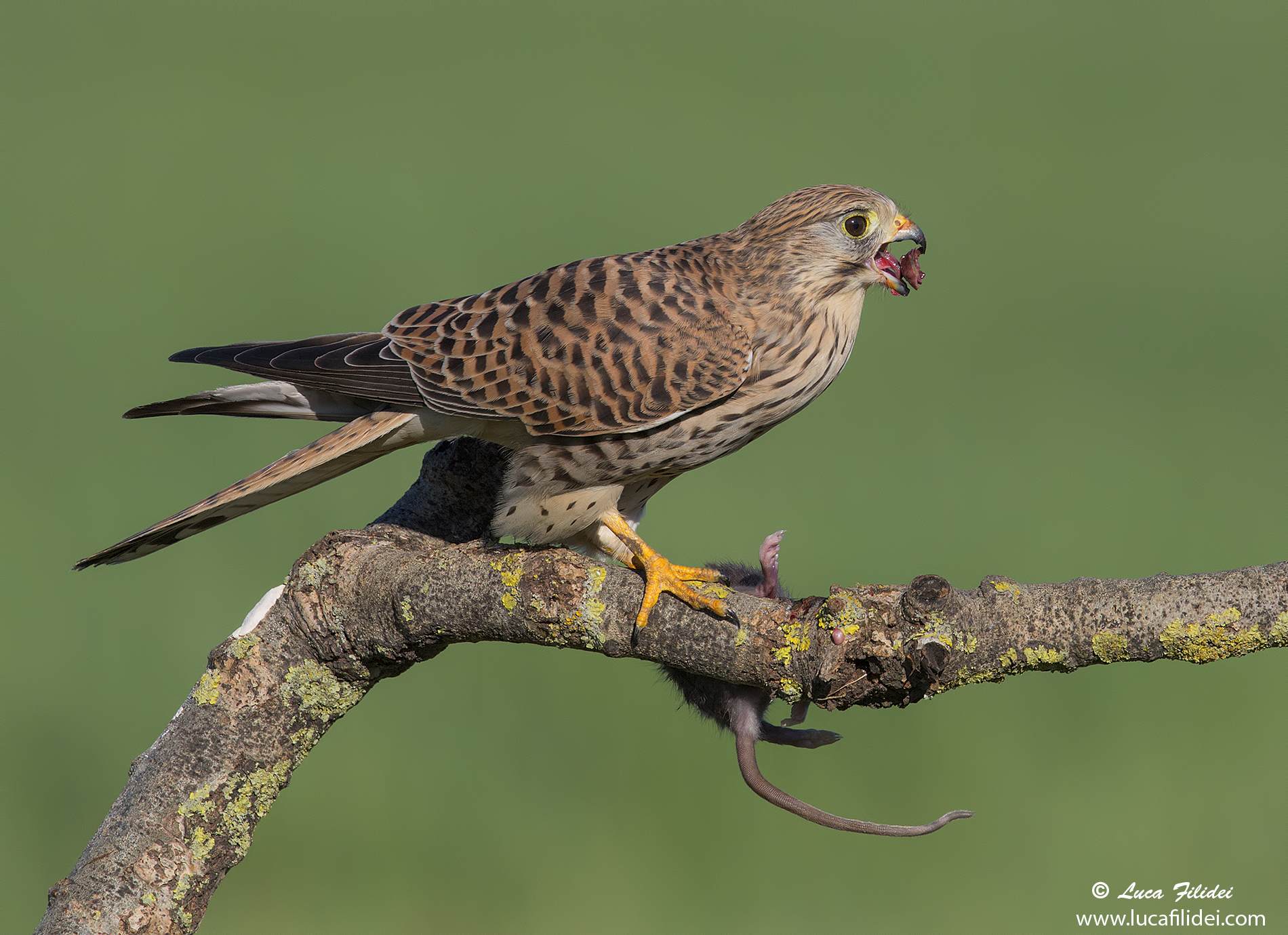 Kestrel