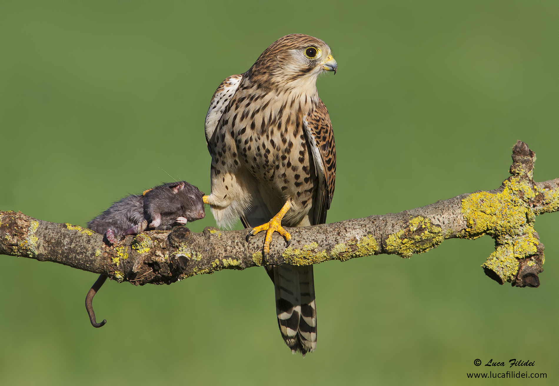 Kestrel and Prey