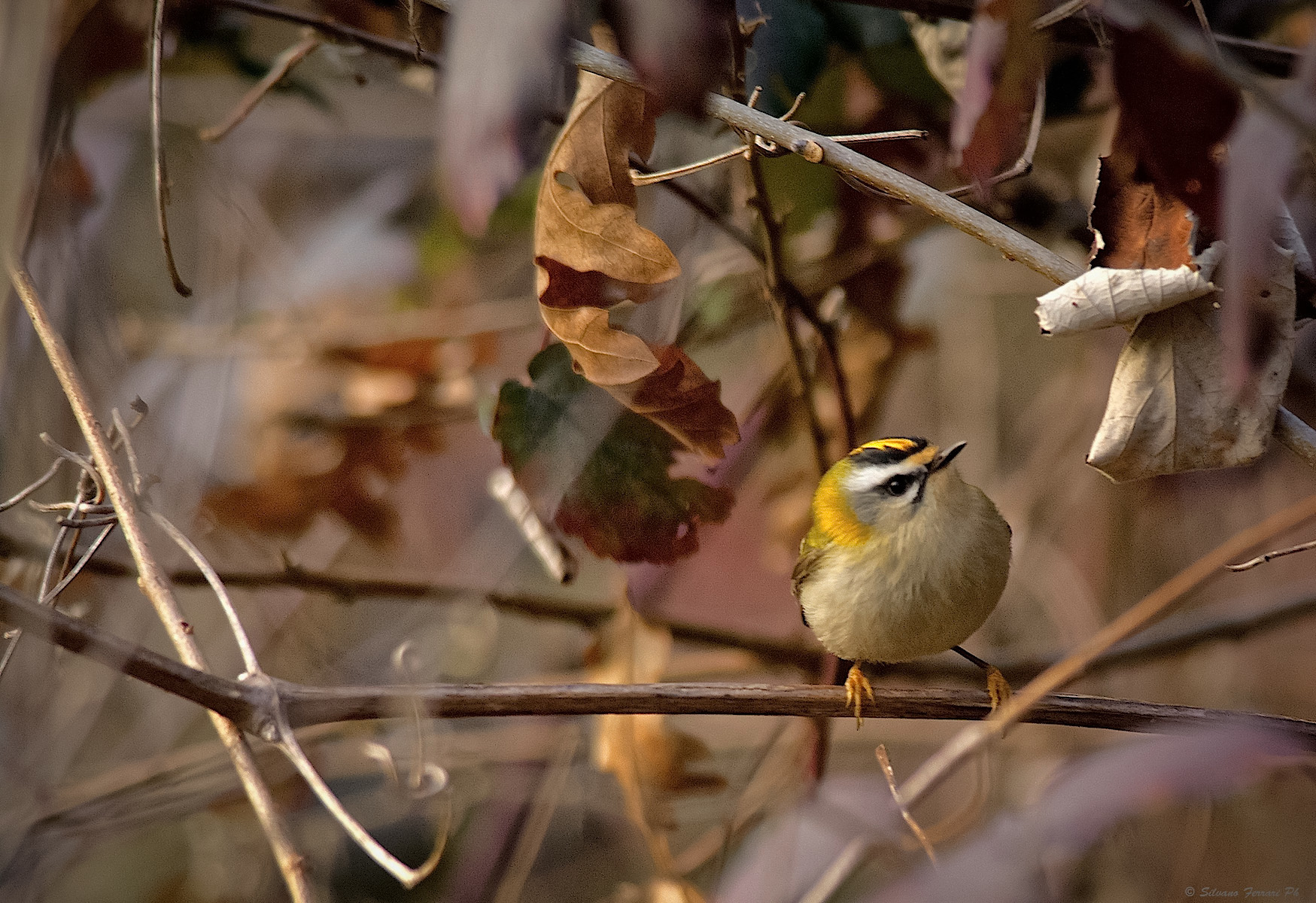 Firecrest