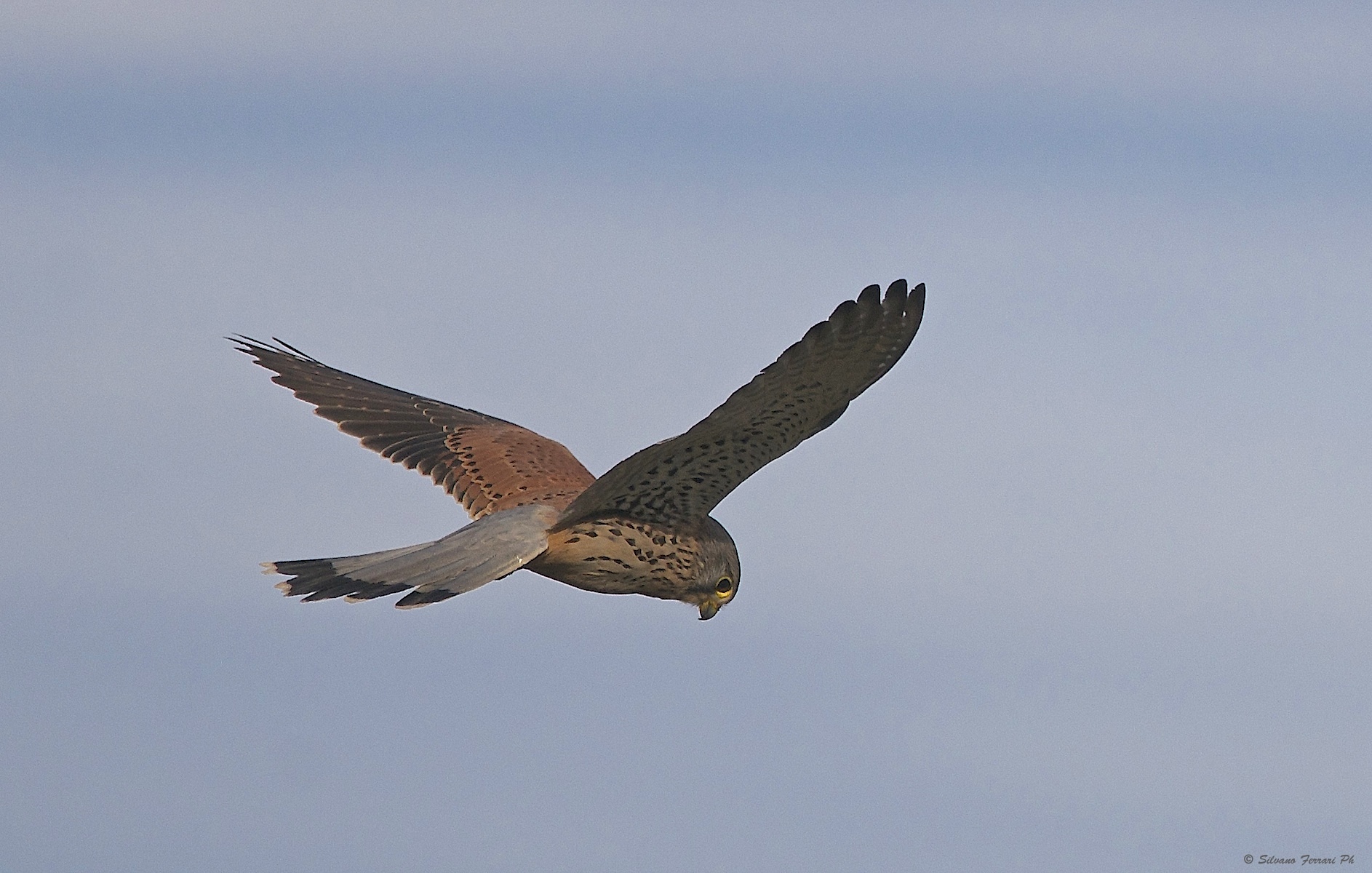Kestrel