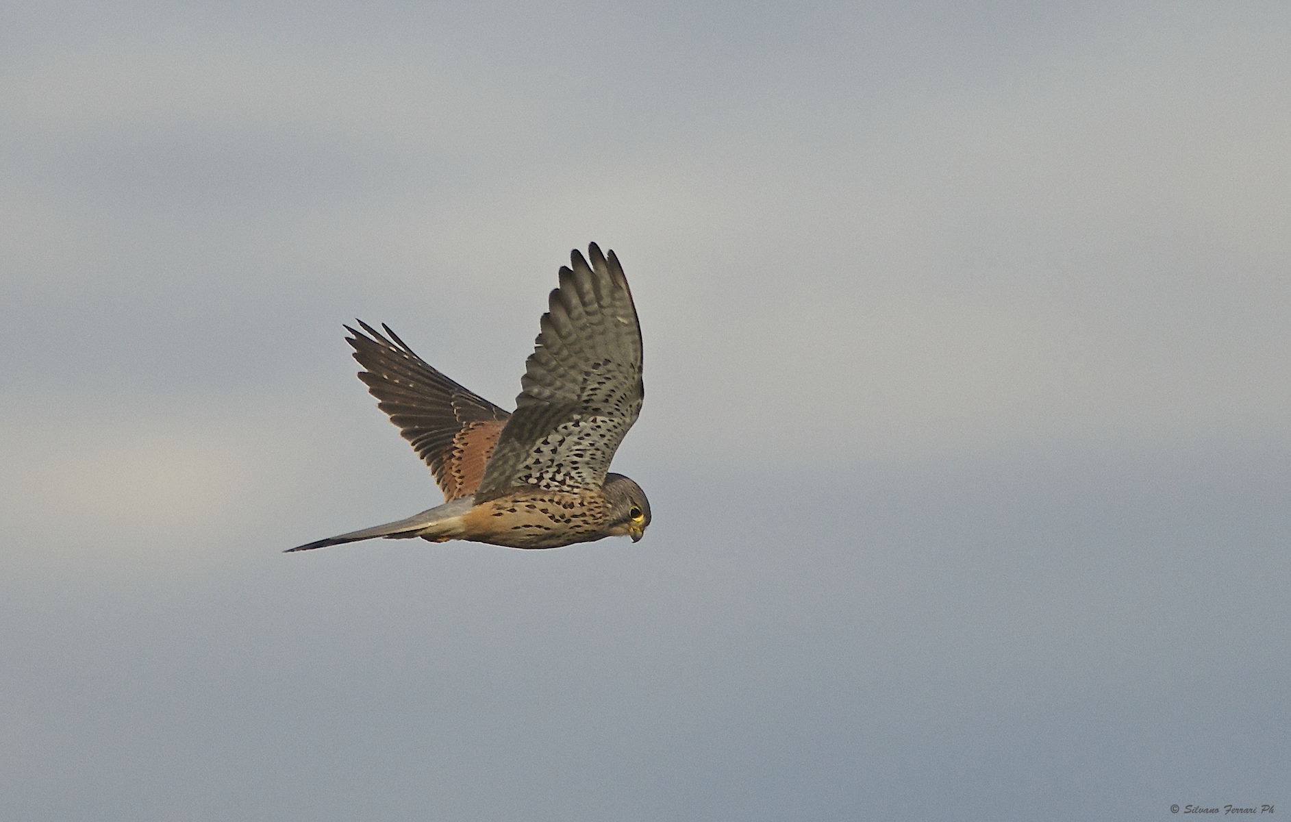 Kestrel