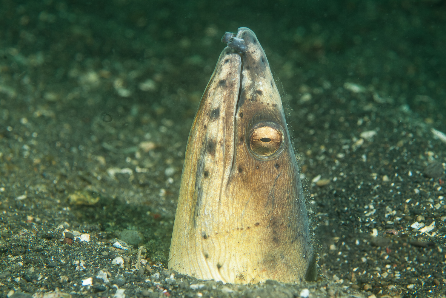 pisonophis cancrivorus