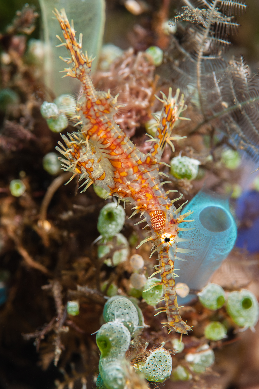 Solenostomus paradoxus