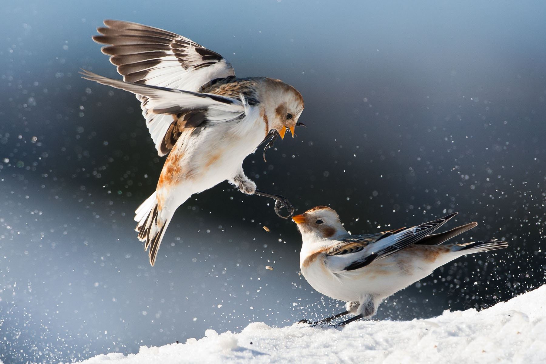 snow buntings