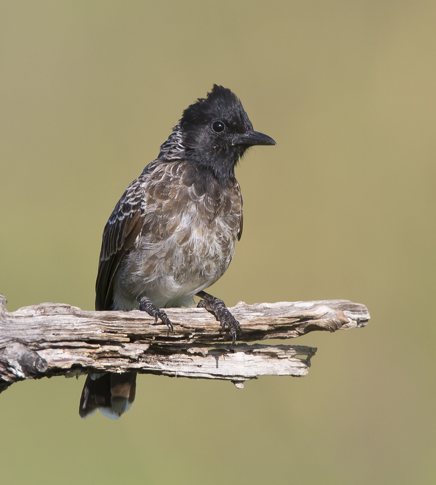 Bulbul dal sottocoda rosso
