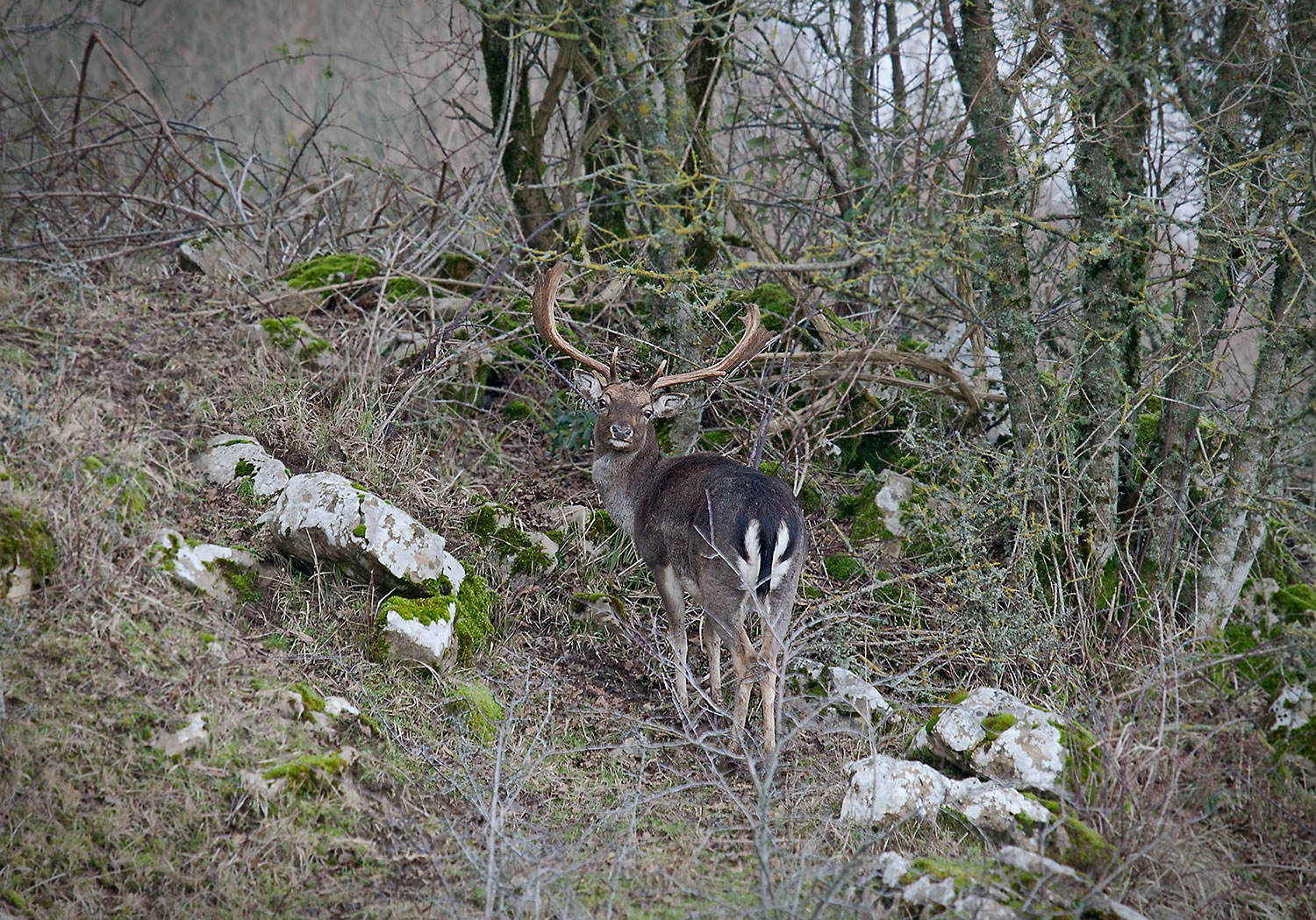 Male deer Monte Amiata