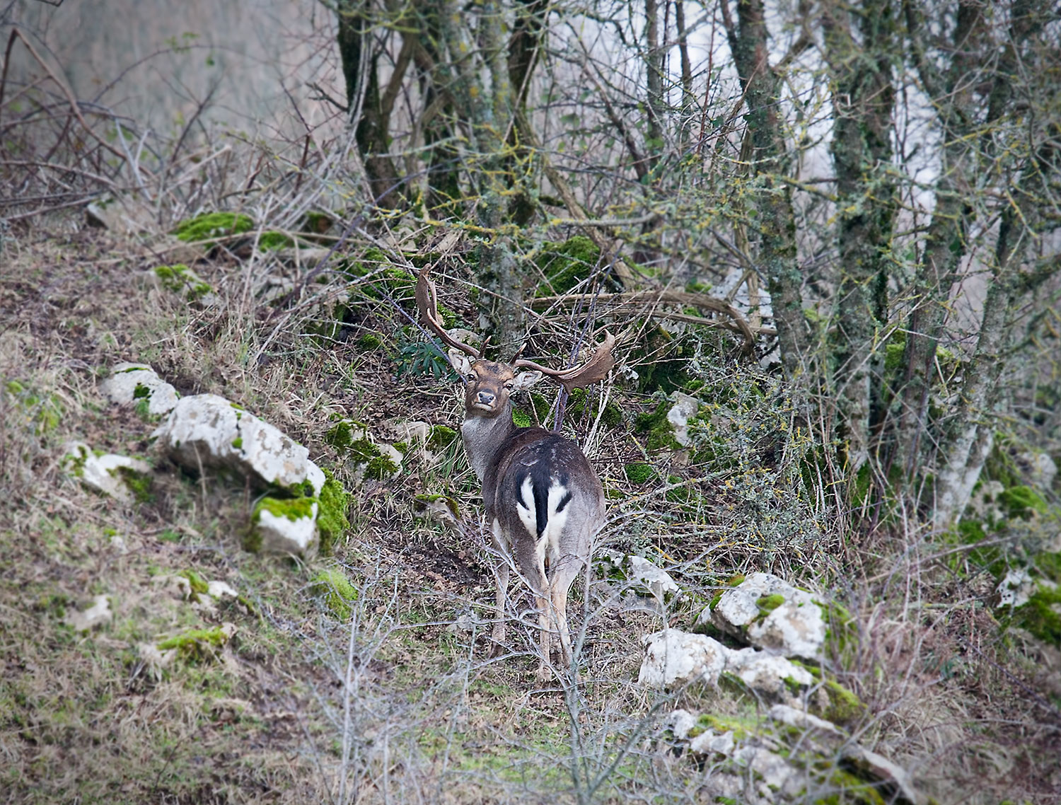 Male deer Monte Amiata