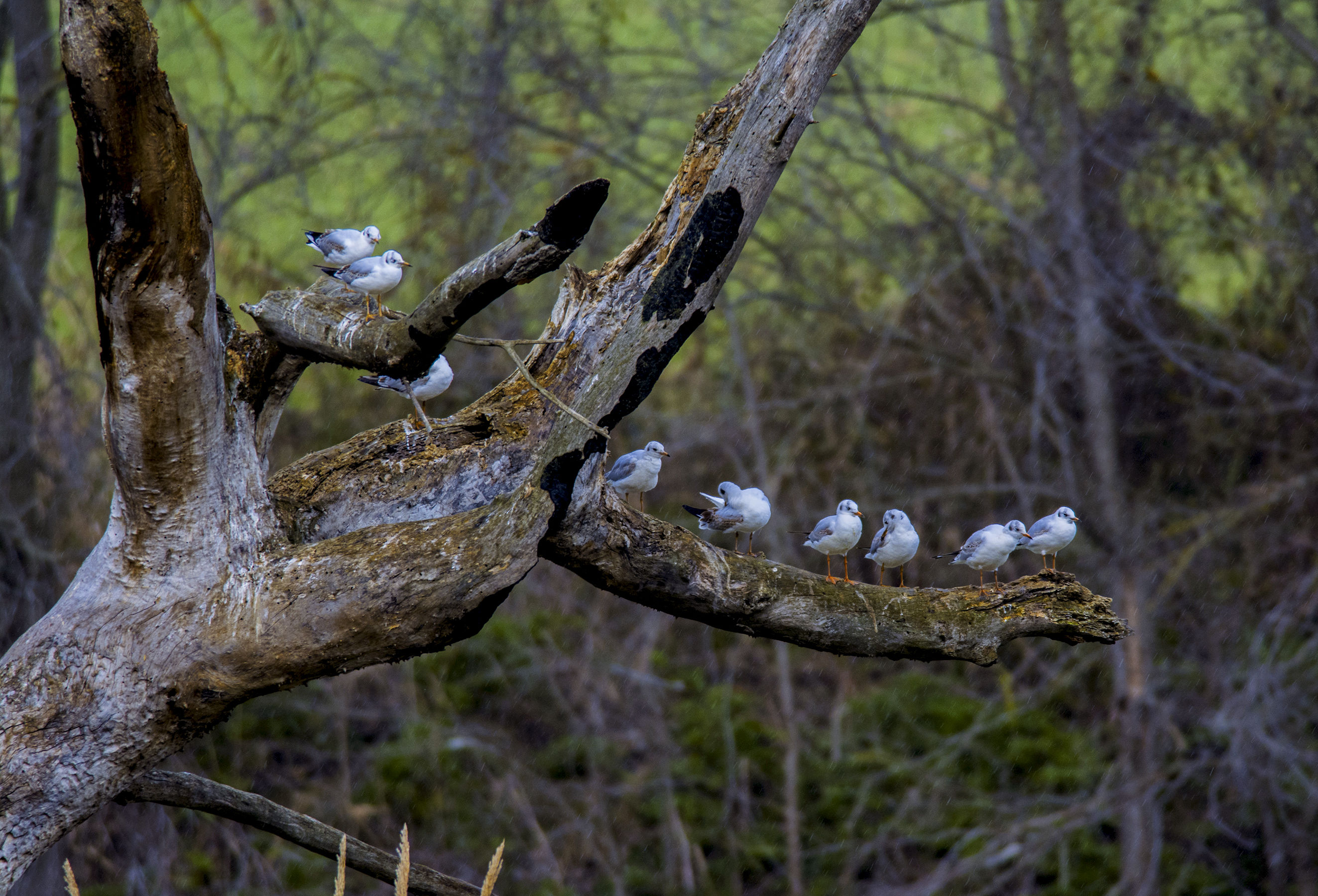gabbiani sotto la pioggia