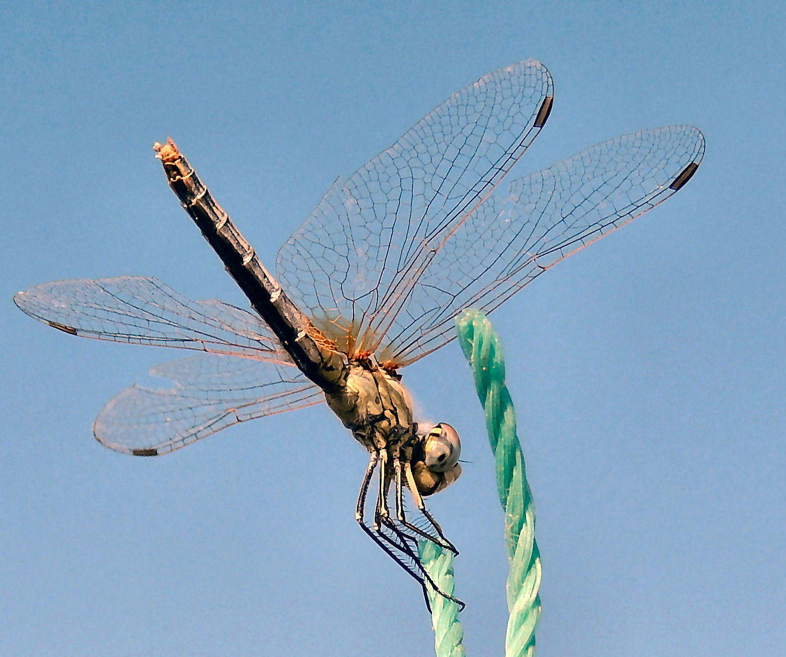 libellula