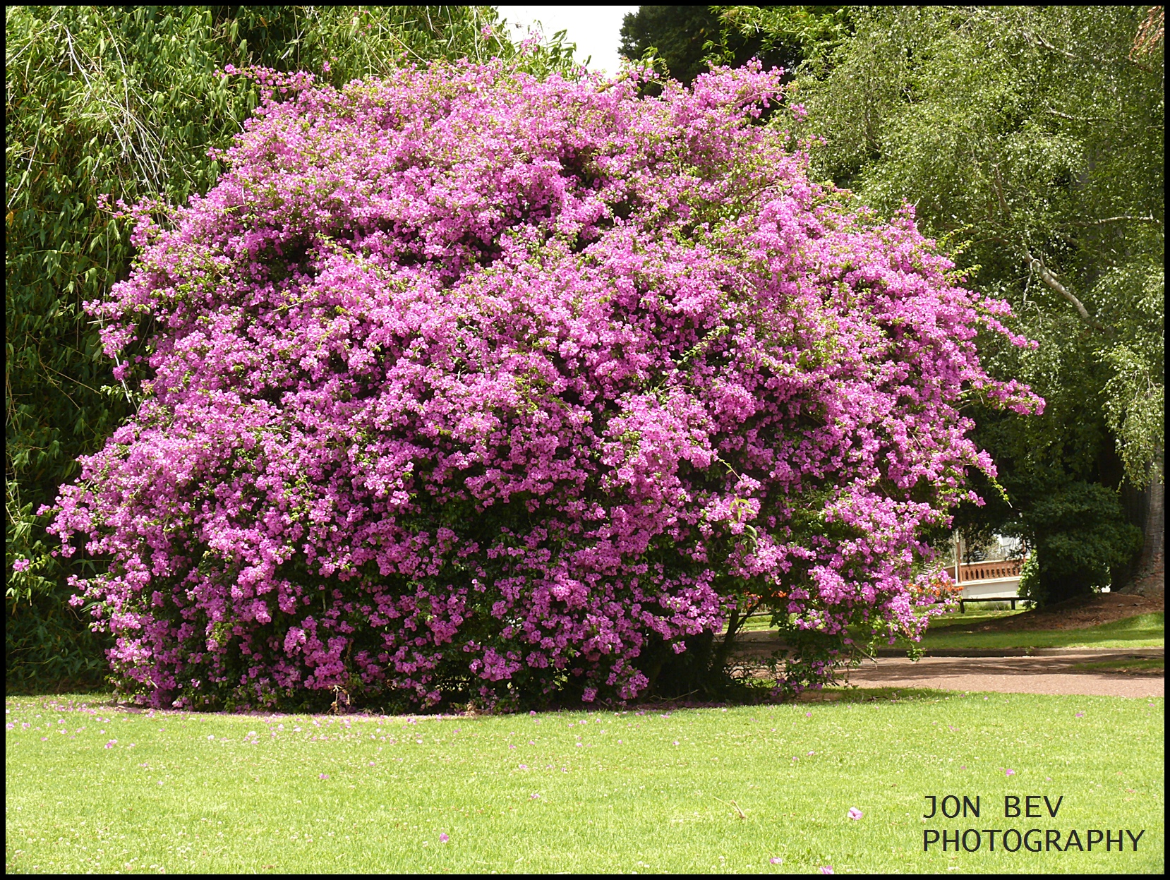 bouganvillia