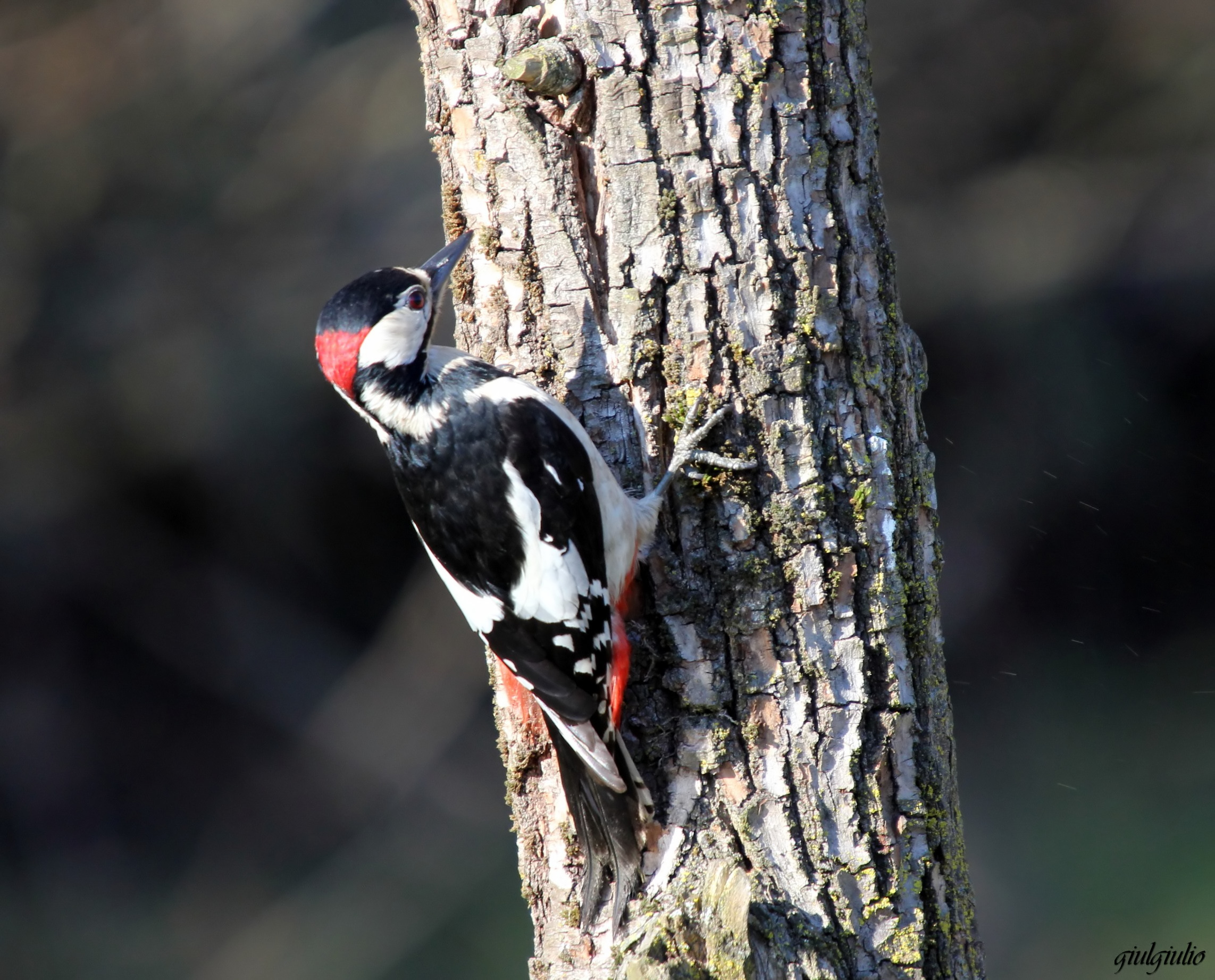 picchio rosso maggiore