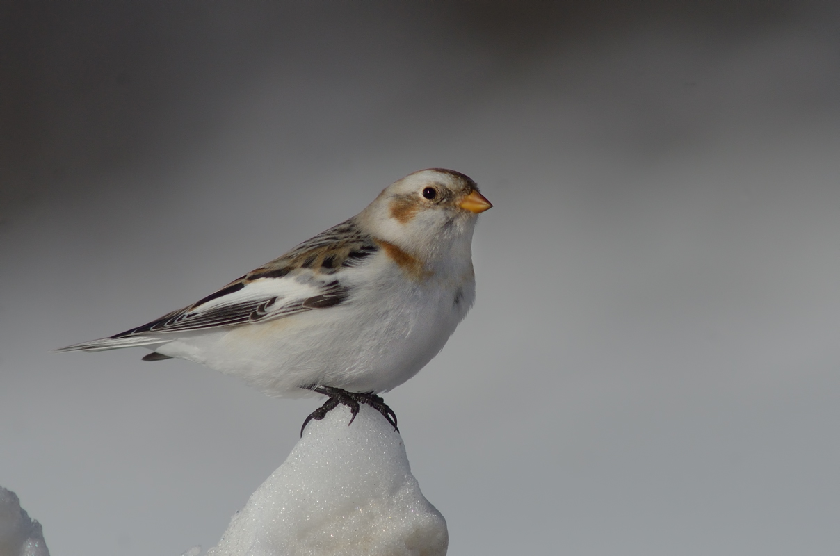 Snow Bunting
