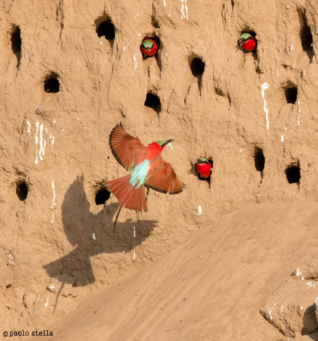 Southern Carmine Bee-eater (Merops nubicoides)