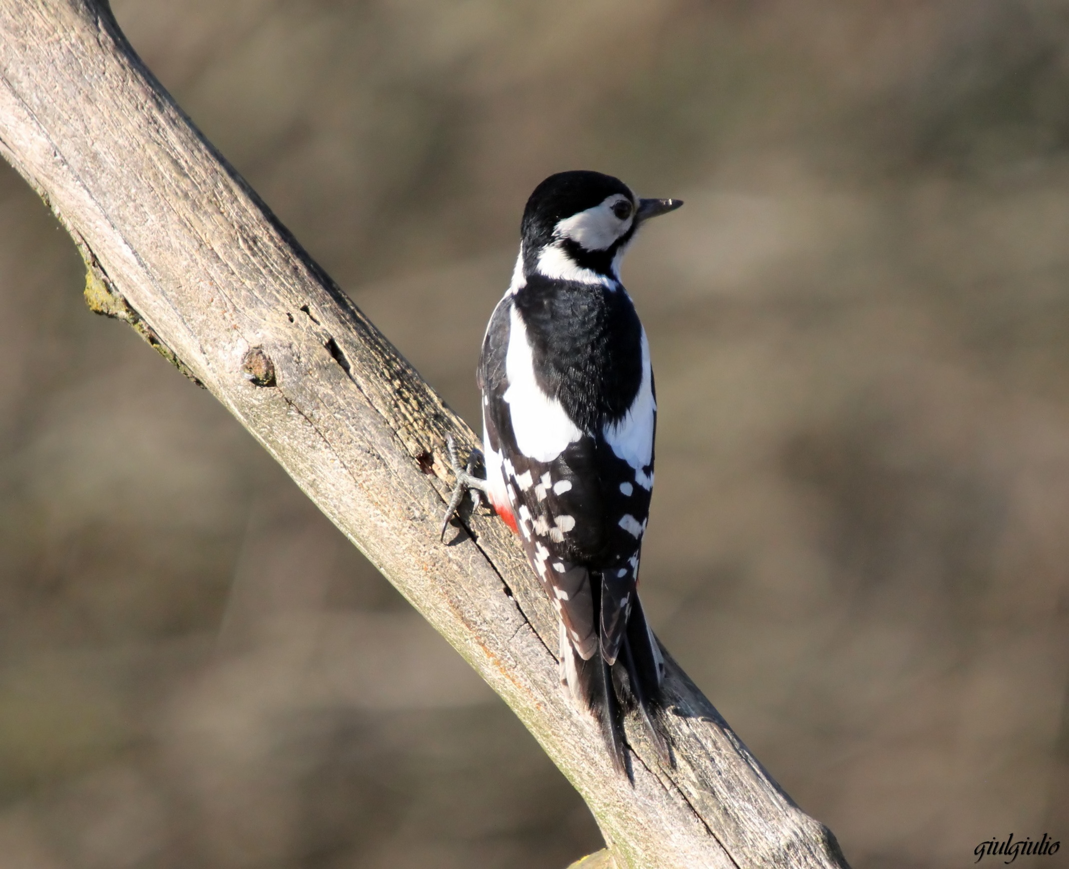 picchio rosso maggiore