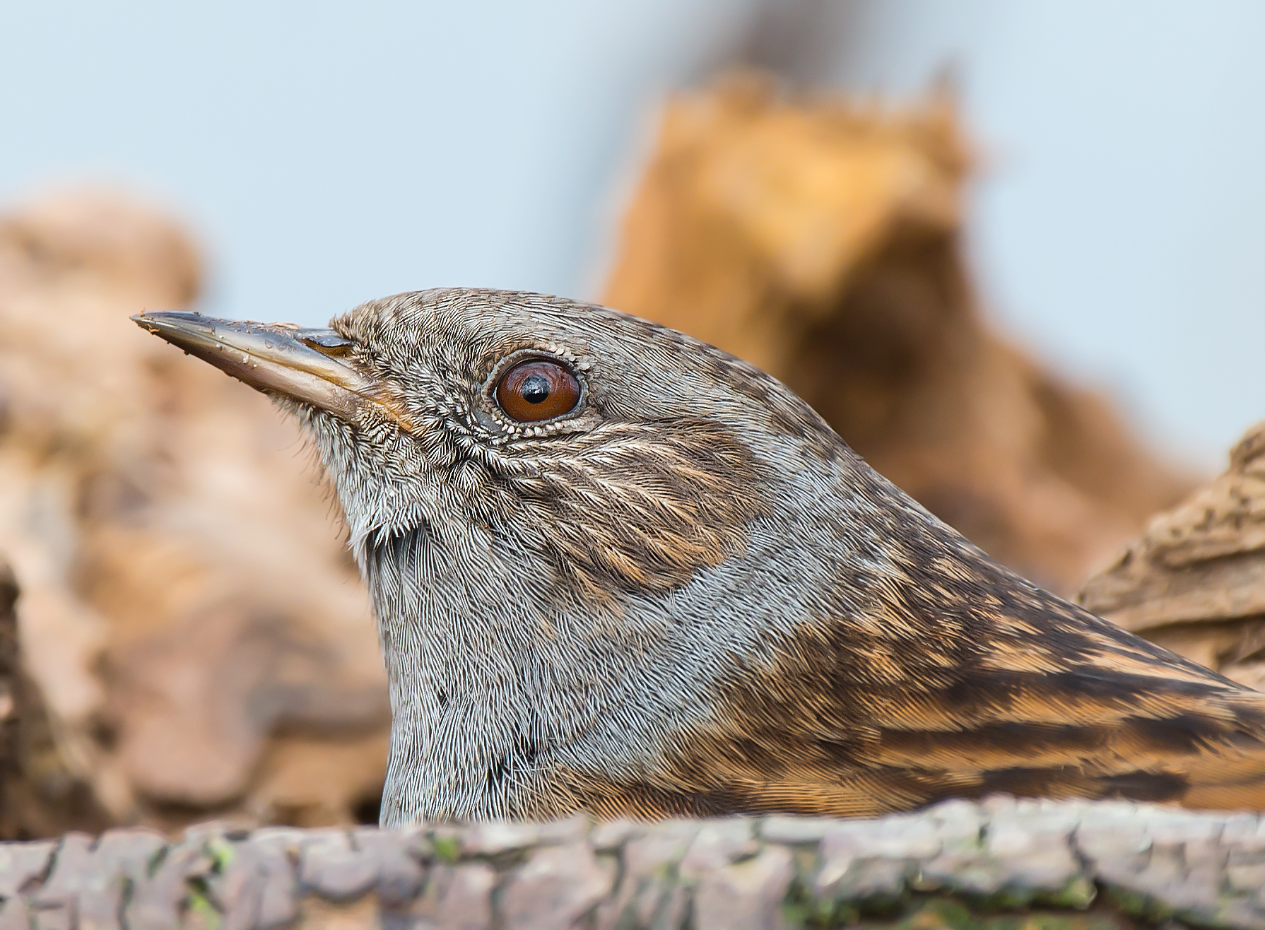 Ritratto di passera scopaiola