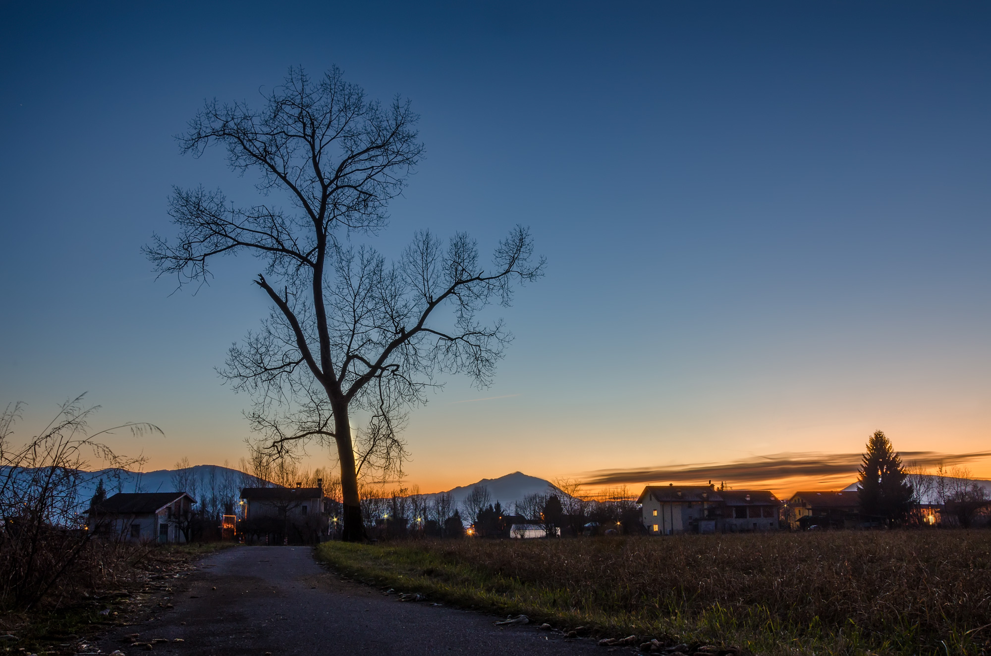L'albero al tramonto