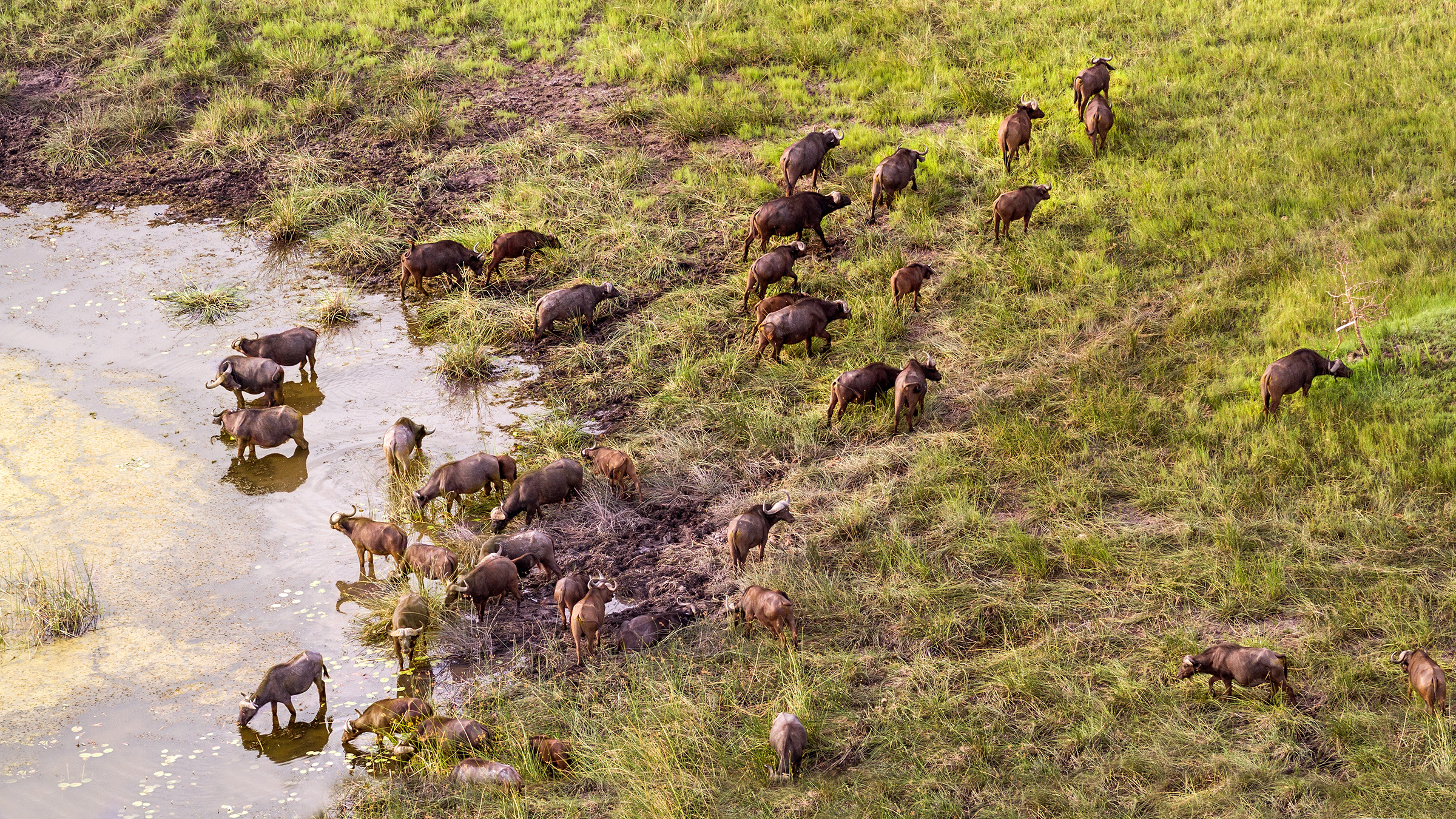 Herd of buffaloes rest in a pool of water