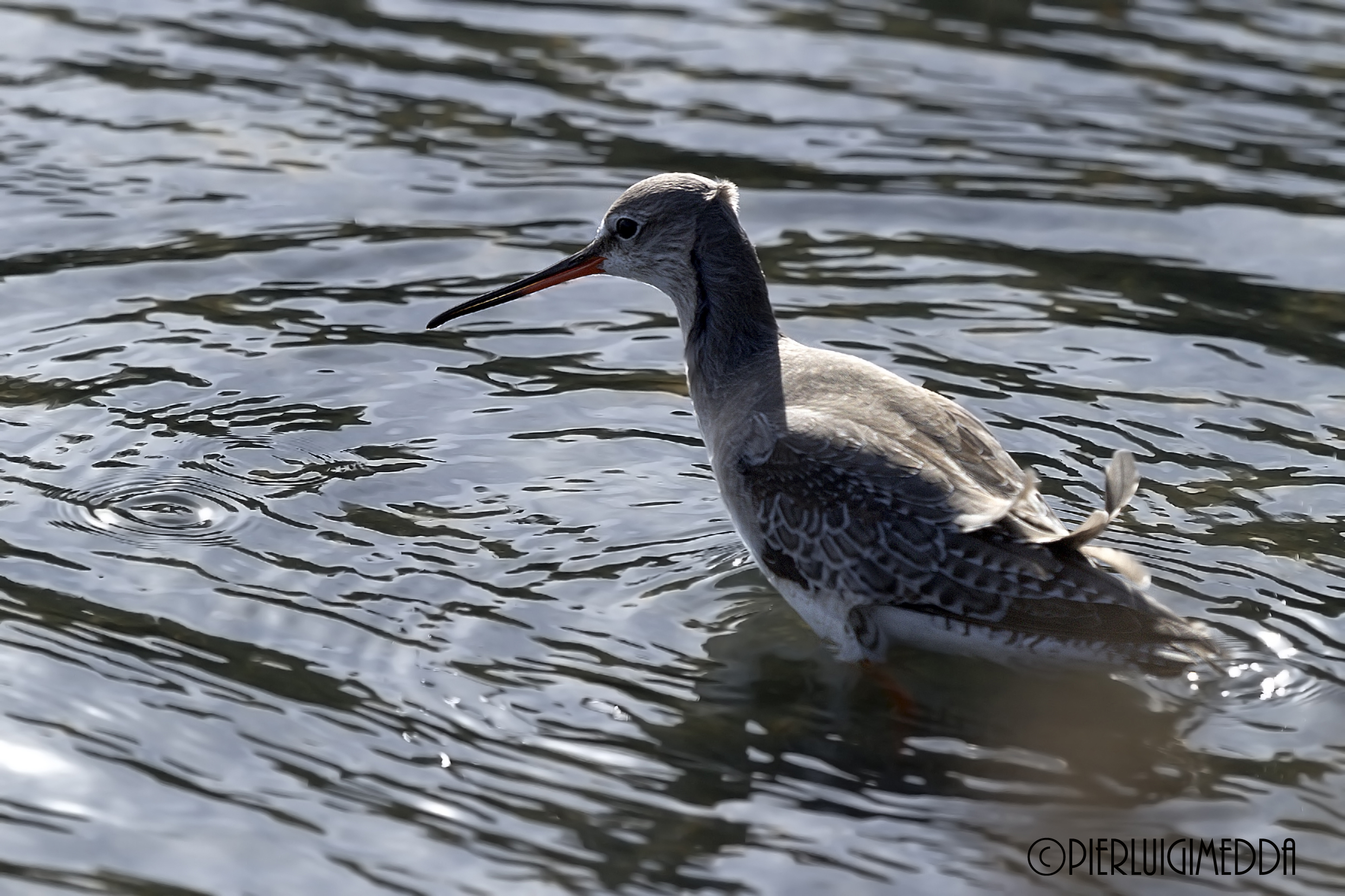 Totano moro   Tringa erythropus