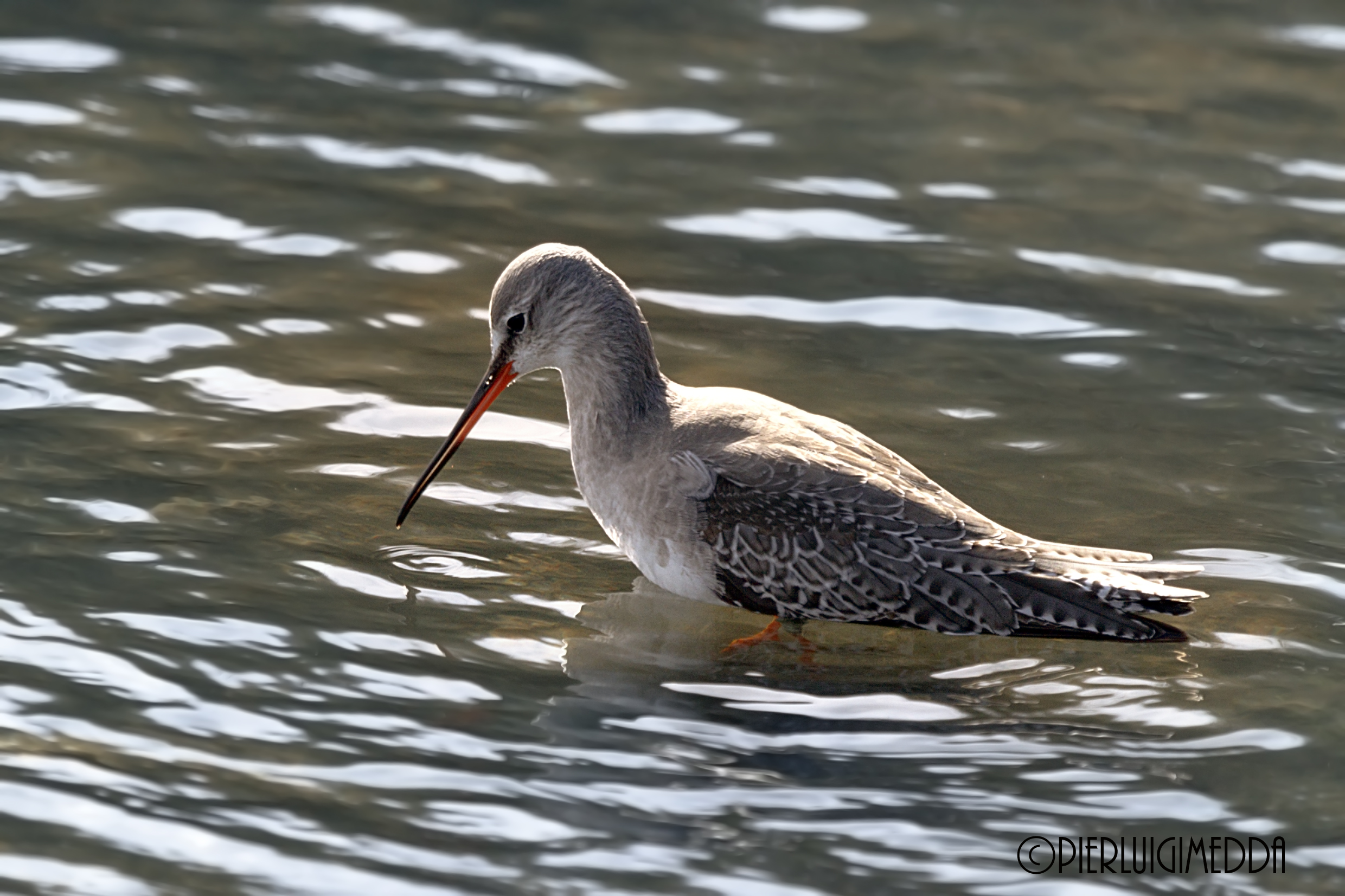 Totano moro    Tringa erythropus