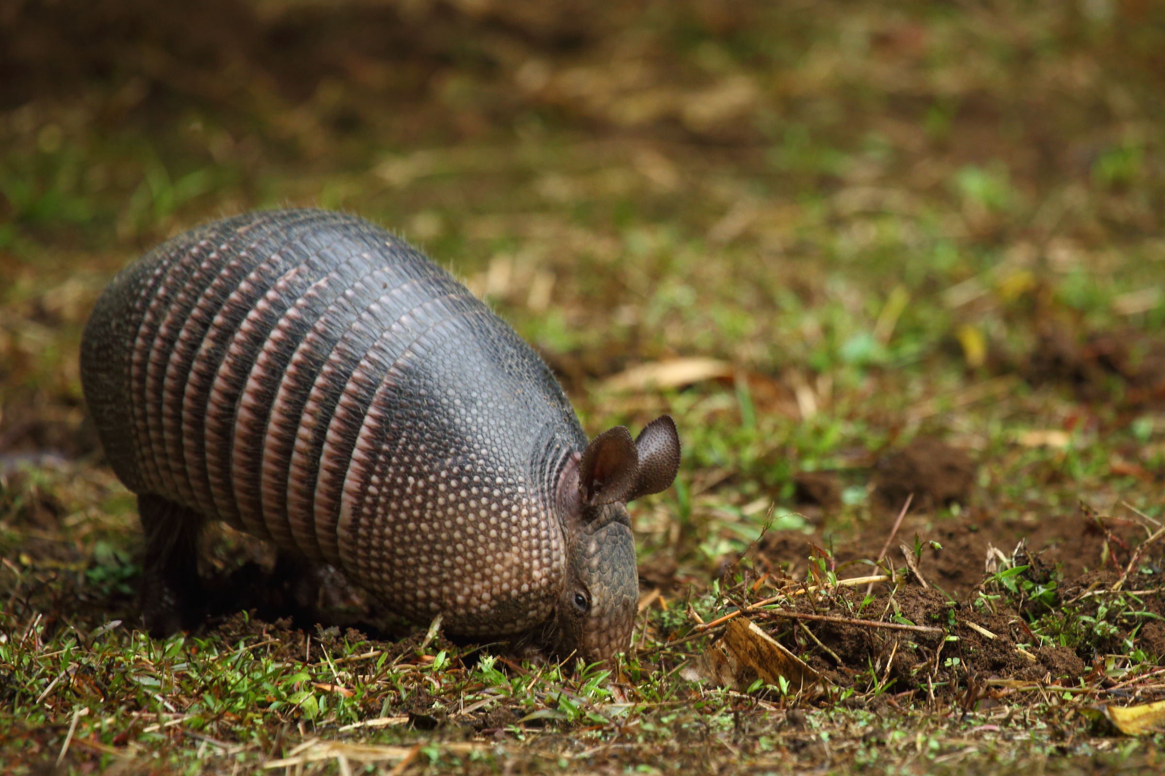 Armadillo