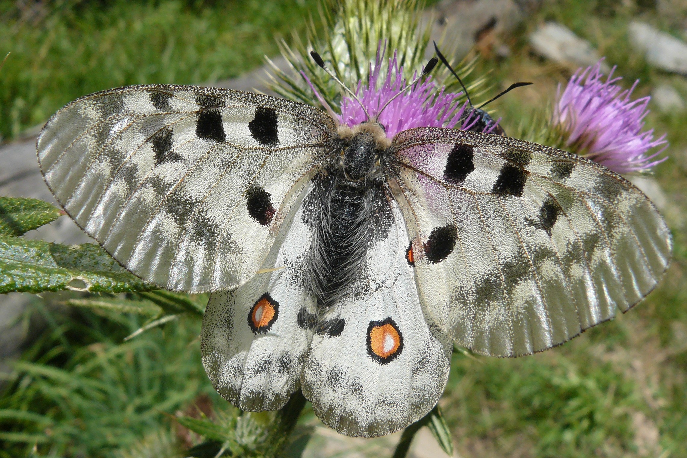Apollo / Parnassius apollo