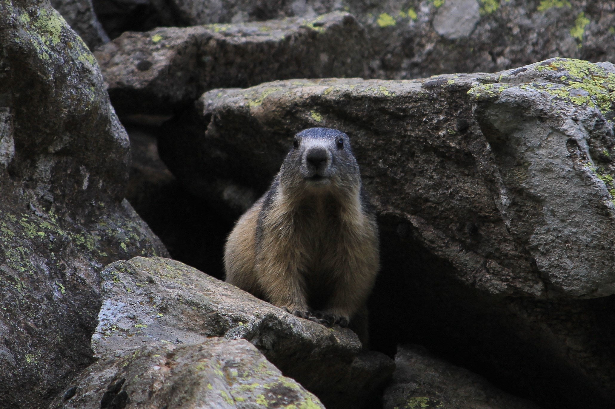 Marmotta 1